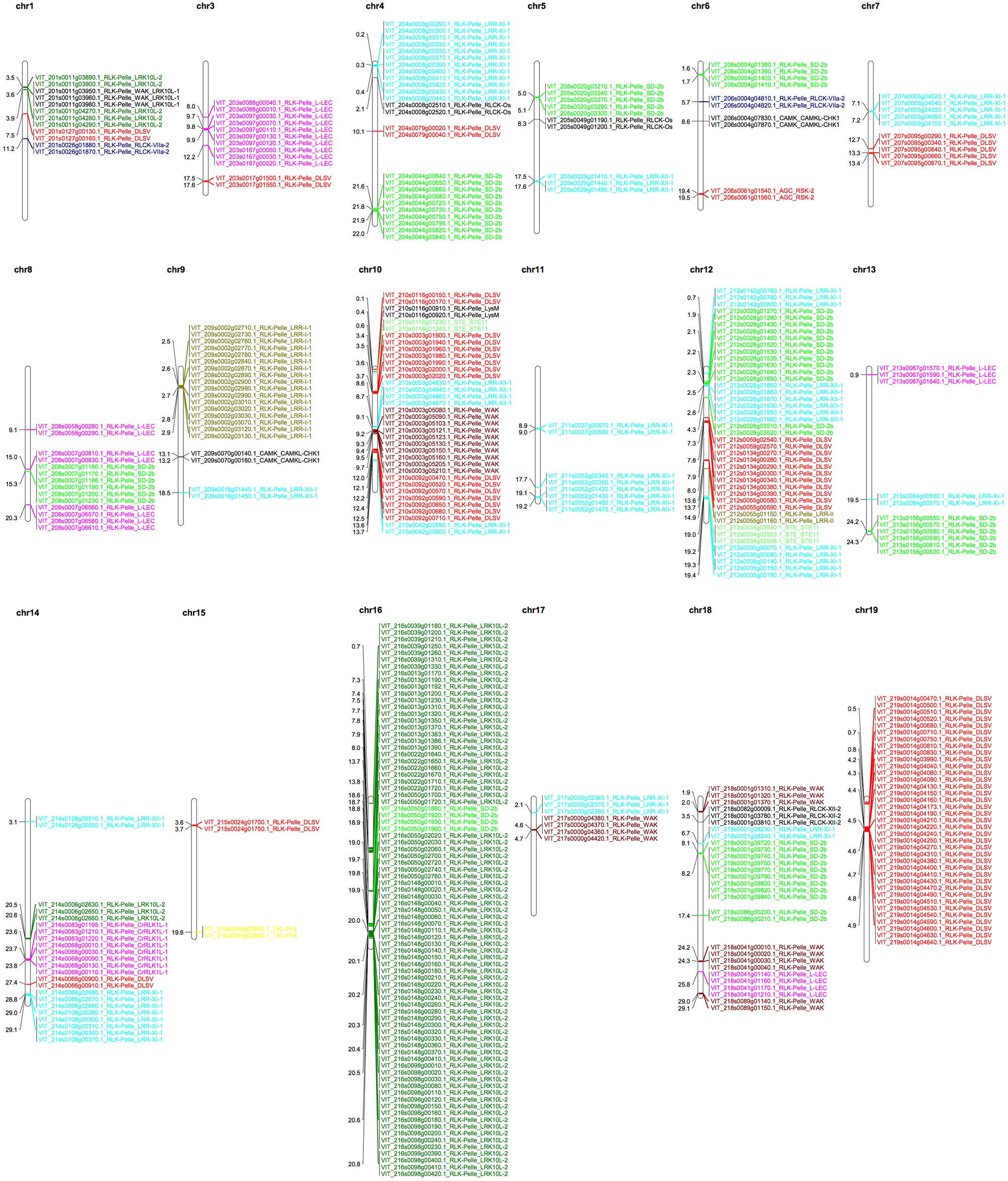 Fig. 2: Chromosomal locations of tandemly duplicated kinase genes in grapevine.