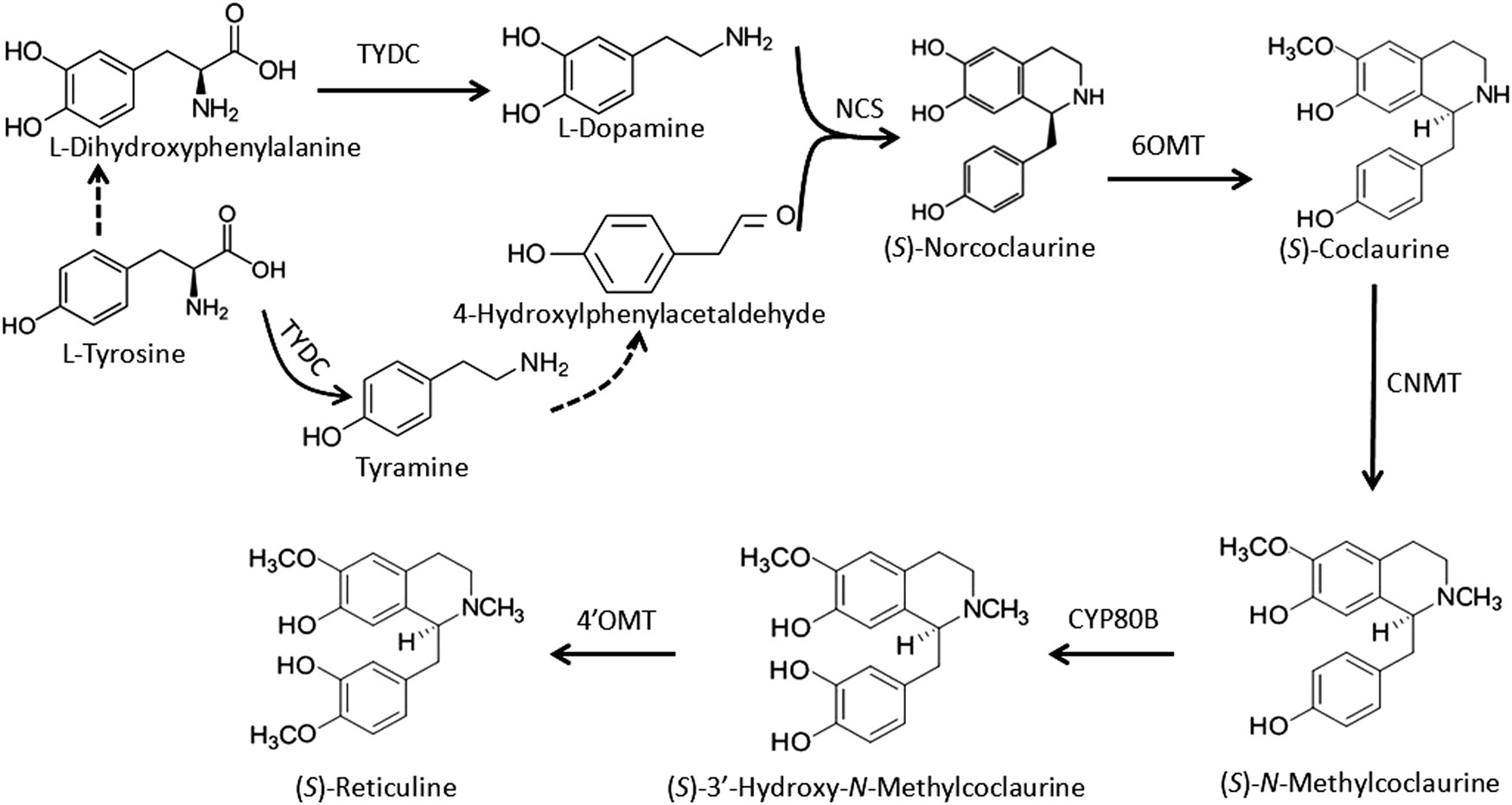 Fig. 1: Biosynthetic pathway of the common precursor to BIAs in plants.