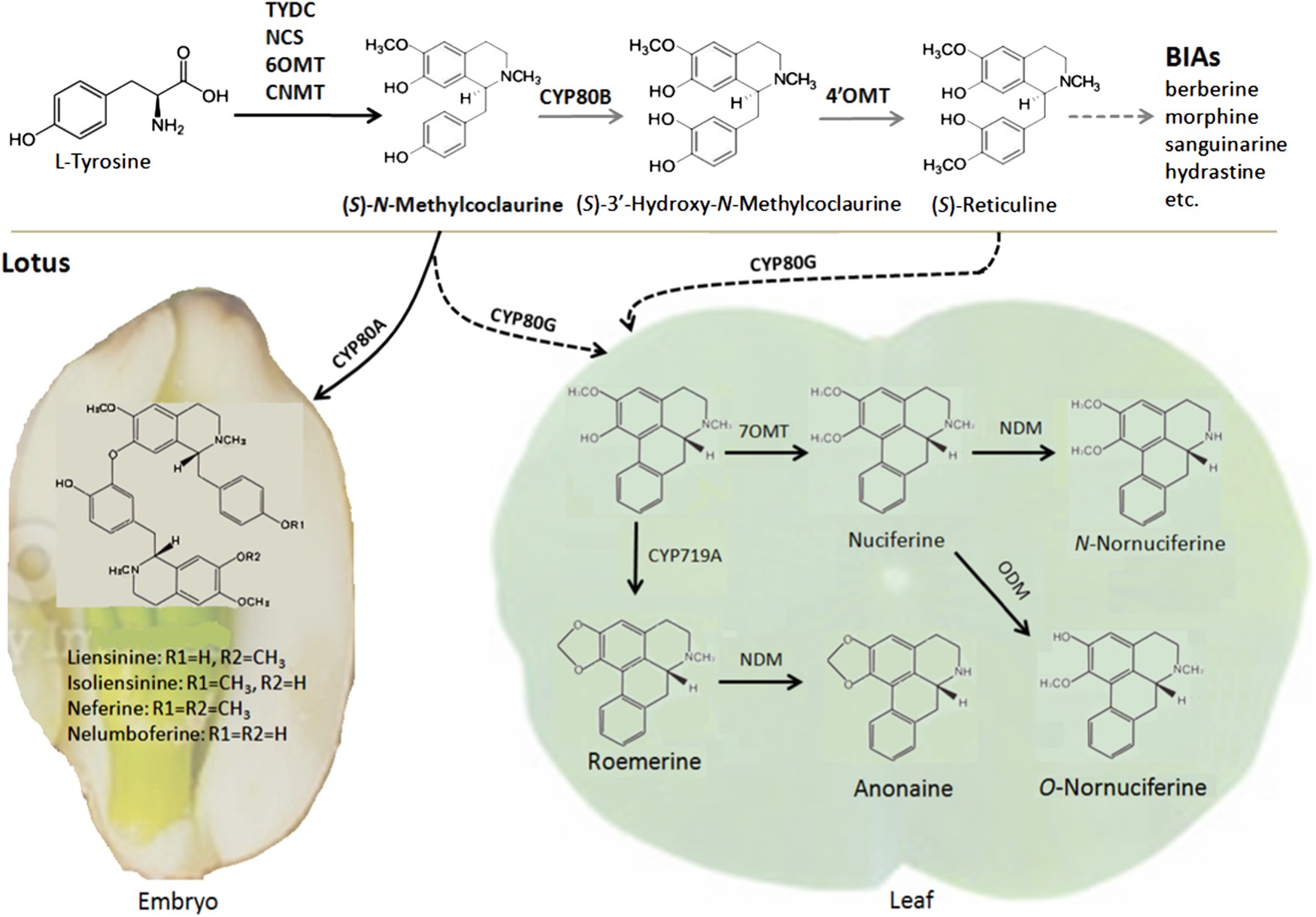 Fig. 8: Schematic diagram of a proposed biosynthetic pathway of BIAs derived from the precursor (S)-N-methylcoclaurine in lotus.