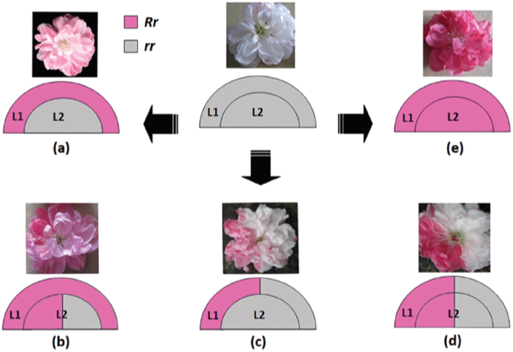 Of Books And Blooms Plant Files Dwarf Flowering Almond Prunus