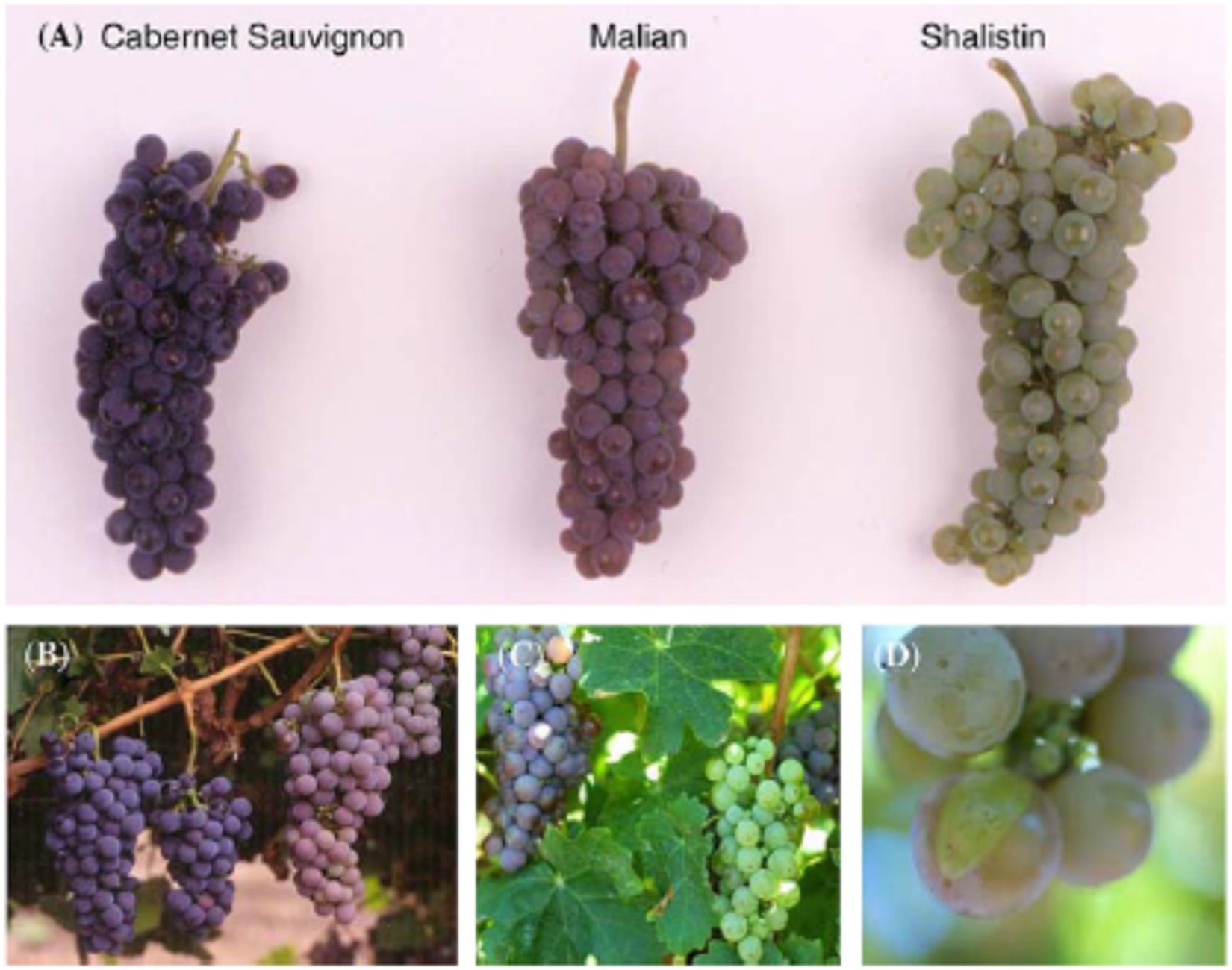 Fig. 2: Photographs of coloured grape sports.