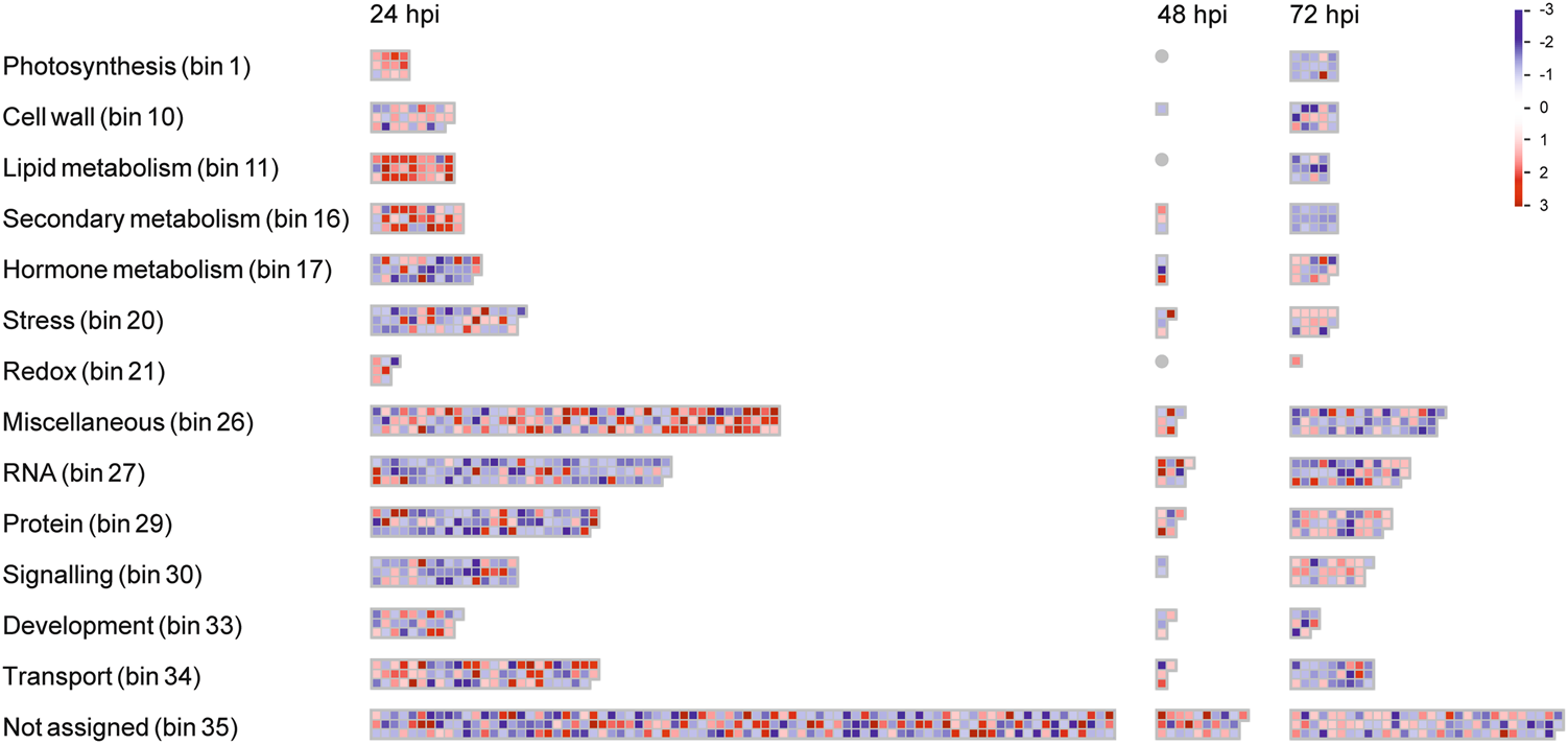 Fig. 3: MapMan analysis of tomato root genes differentially expressed during the interaction with T. harzianum T22.
