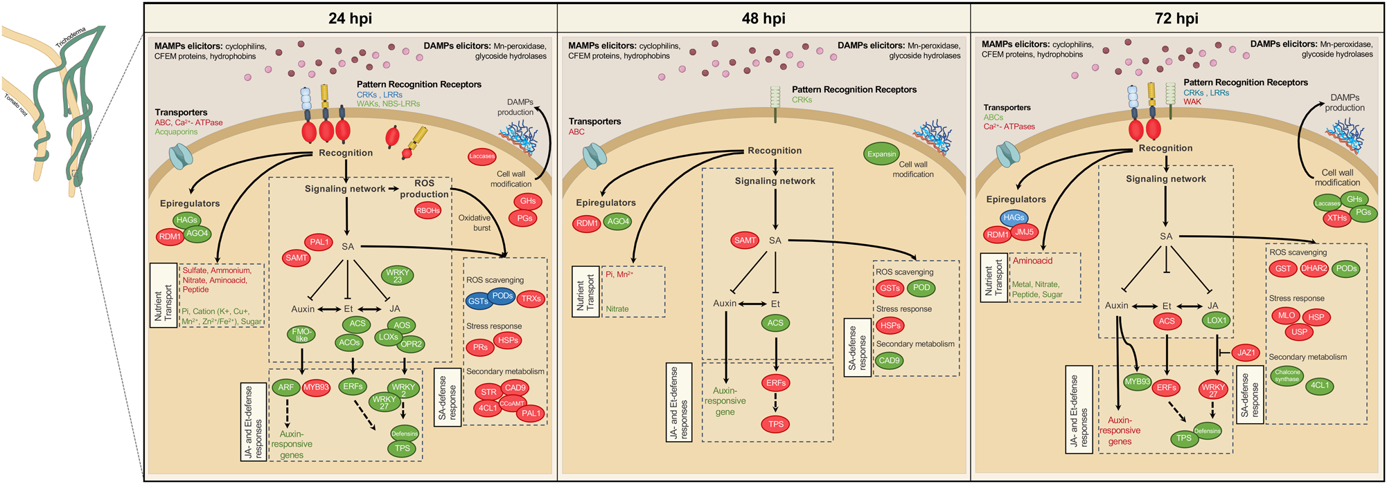 Fig. 6: Overview of modulated gene expression in tomato roots during T. harzianum T22 colonisation.
