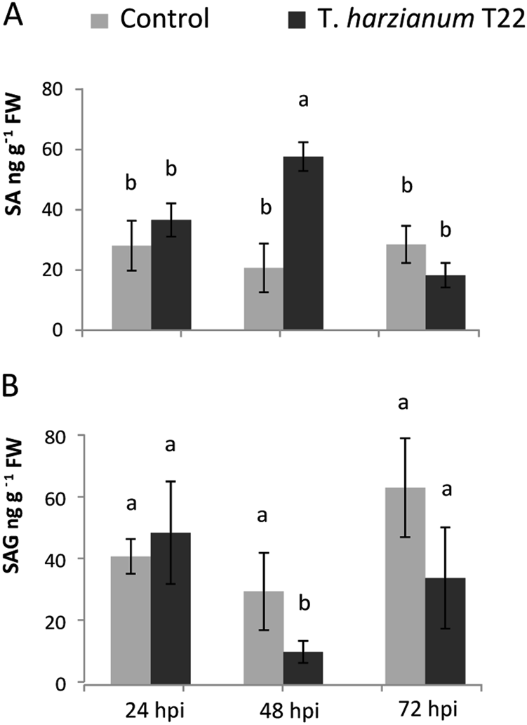Fig. 7: Levels of salicylic acid (SA) and salicylic acid glucoside (SAG) in tomato roots.
