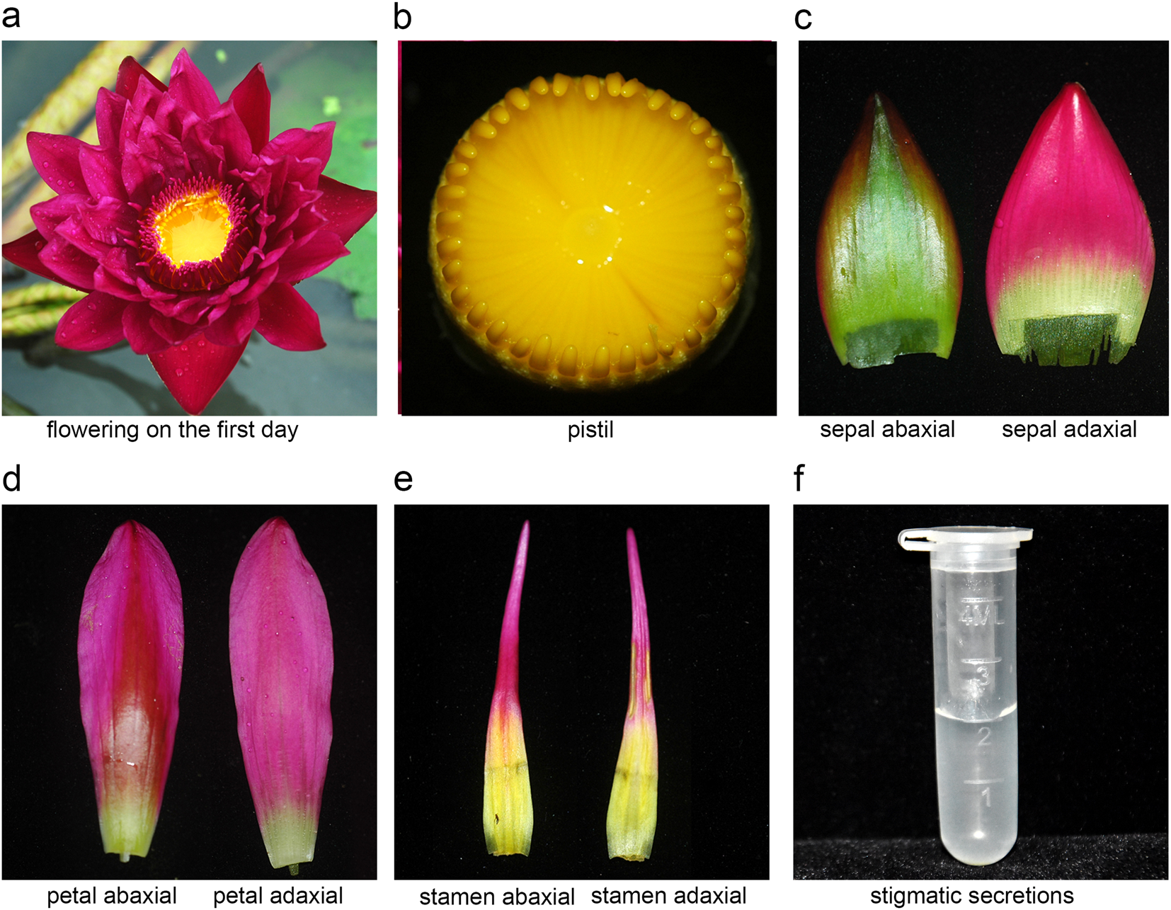 Molecular Breeding Of Water Lily Engineering Cold Stress - 