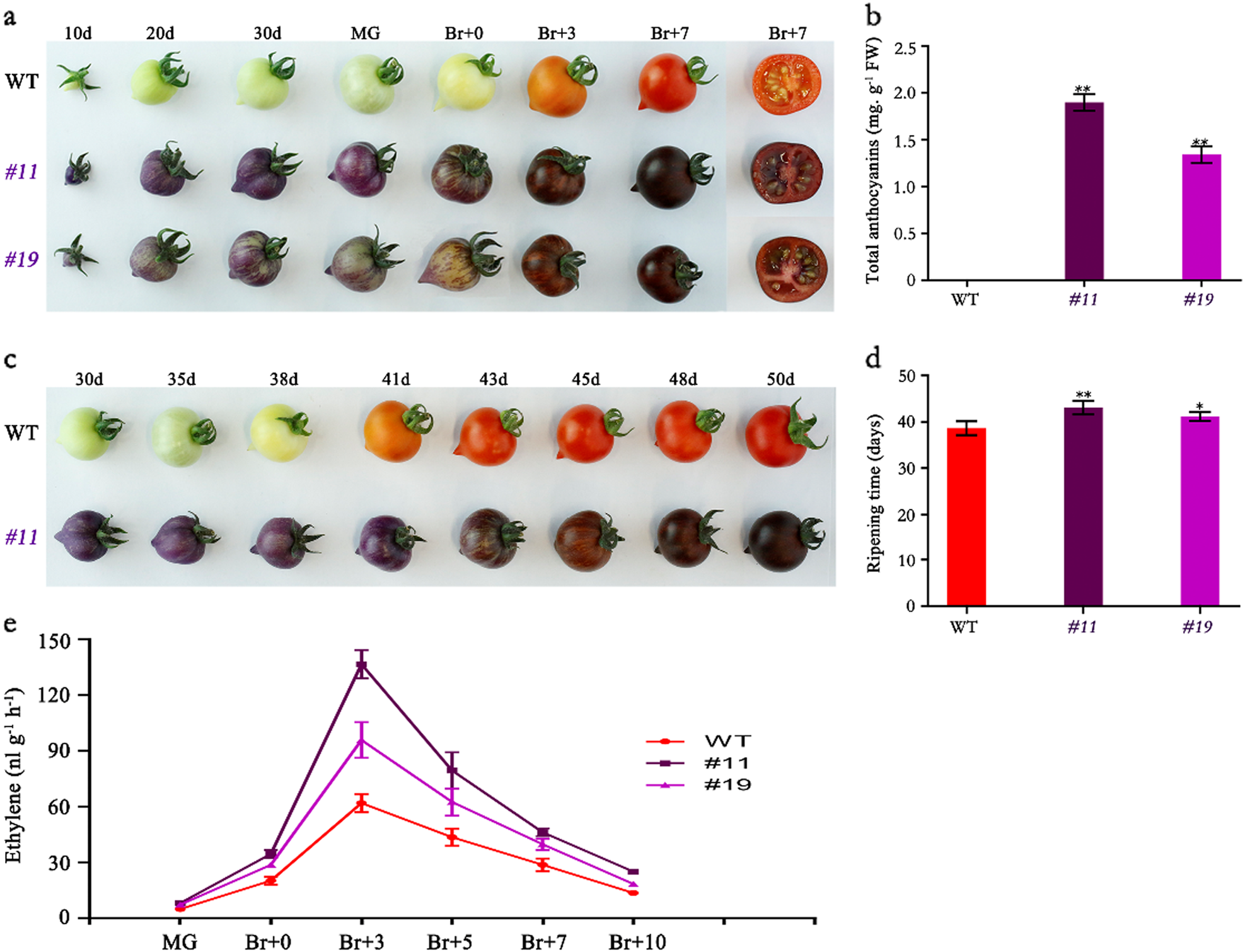 Fig. 2: Phenotypic and physiological characteristics of WT and SlMYB75-OE plants.