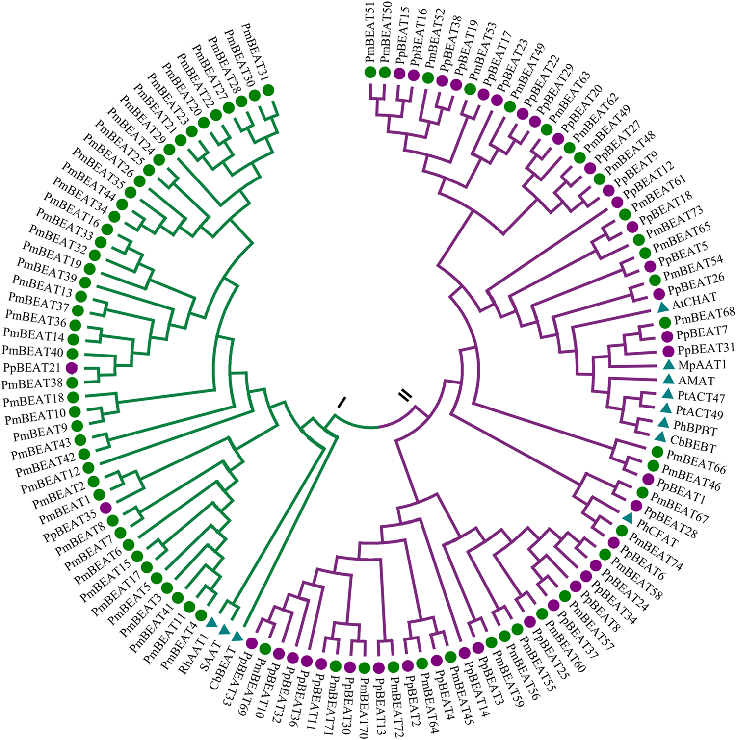 Fig. 2: Phylogenetic tree of benzyl alcohol acetyltransferases obtained from P. mume and P. persica genomes and previously reported alcohol acetyltransferases.