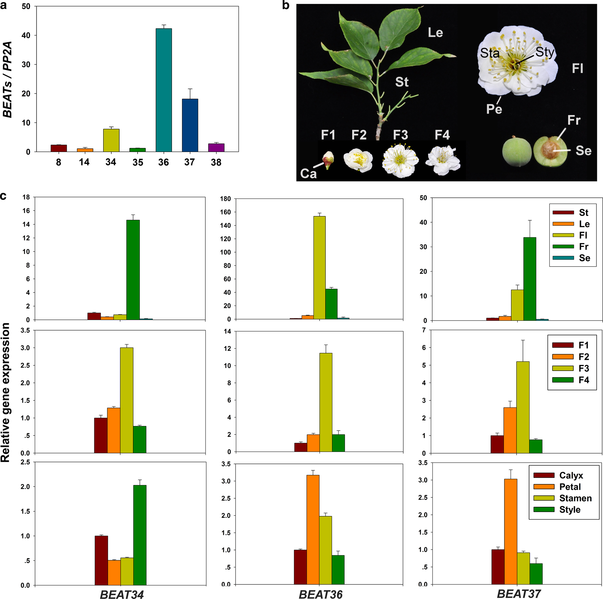 Fig. 5: Expression patterns of PmBEATs.