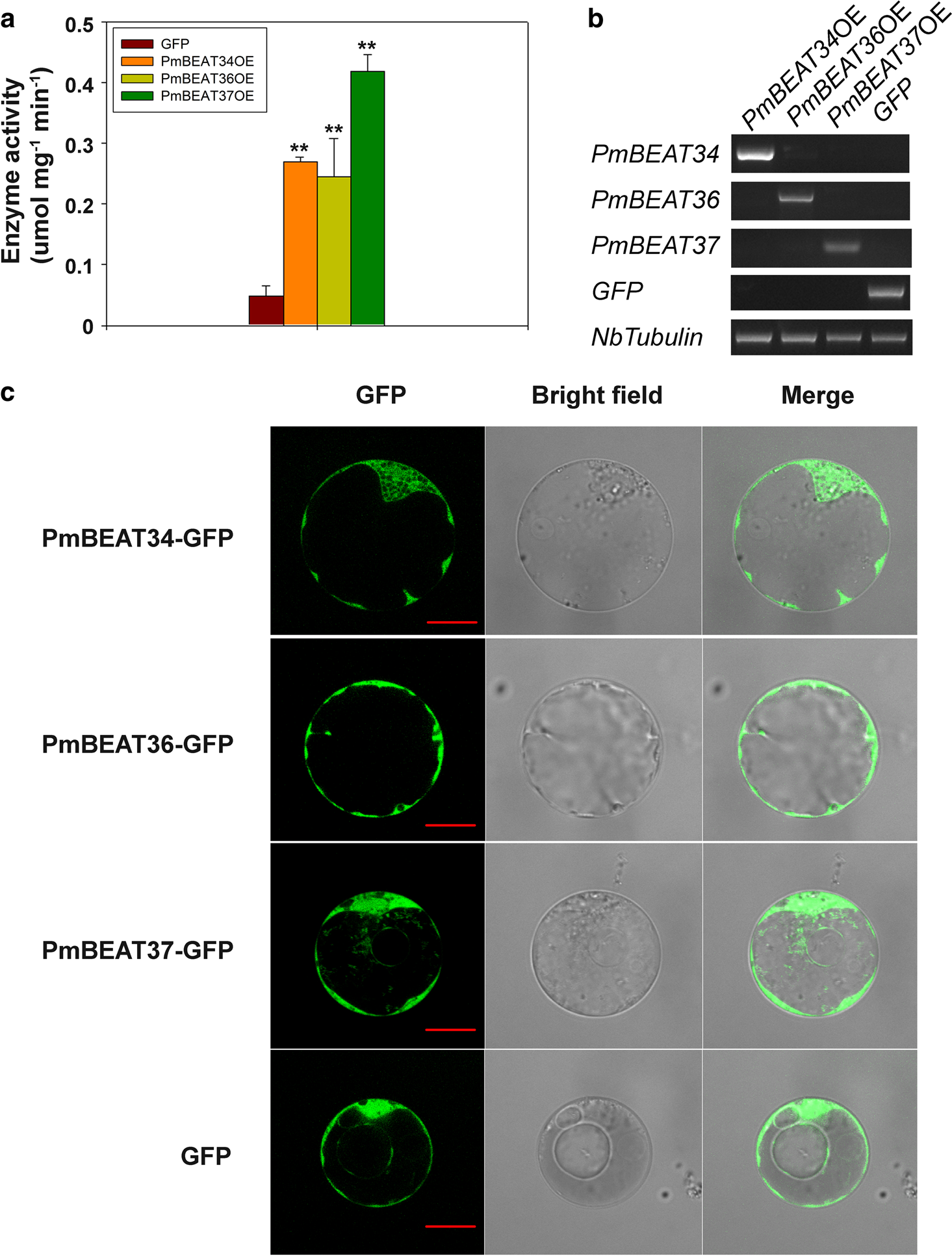 Fig. 7: Enzyme activity and subcellular localization analysis of PmBEATs.