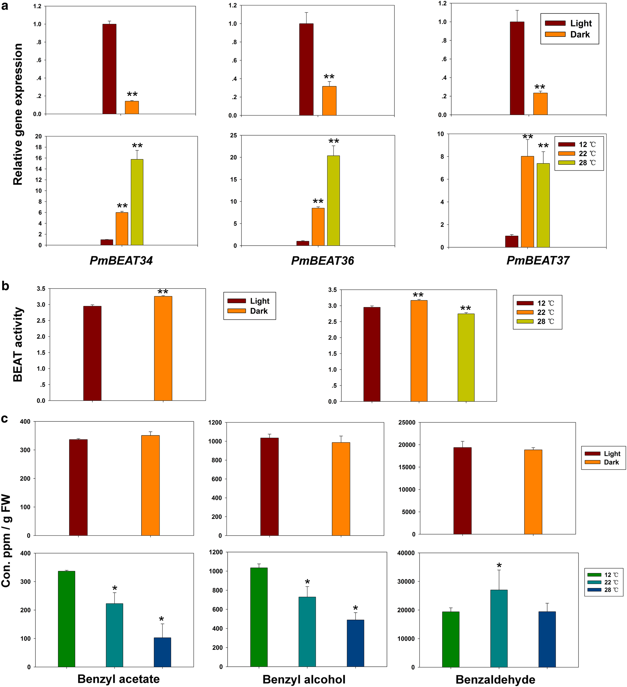 Fig. 9: Light and temperature affect the benzyl acetate synthesis pathway.