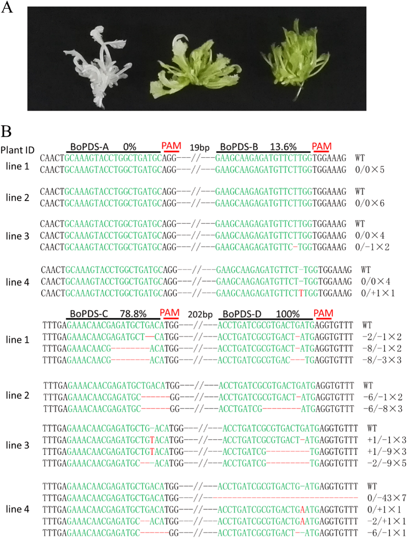 Fig. 2: Site mutagenesis in the BoPDS gene using the tRNA-processing system.