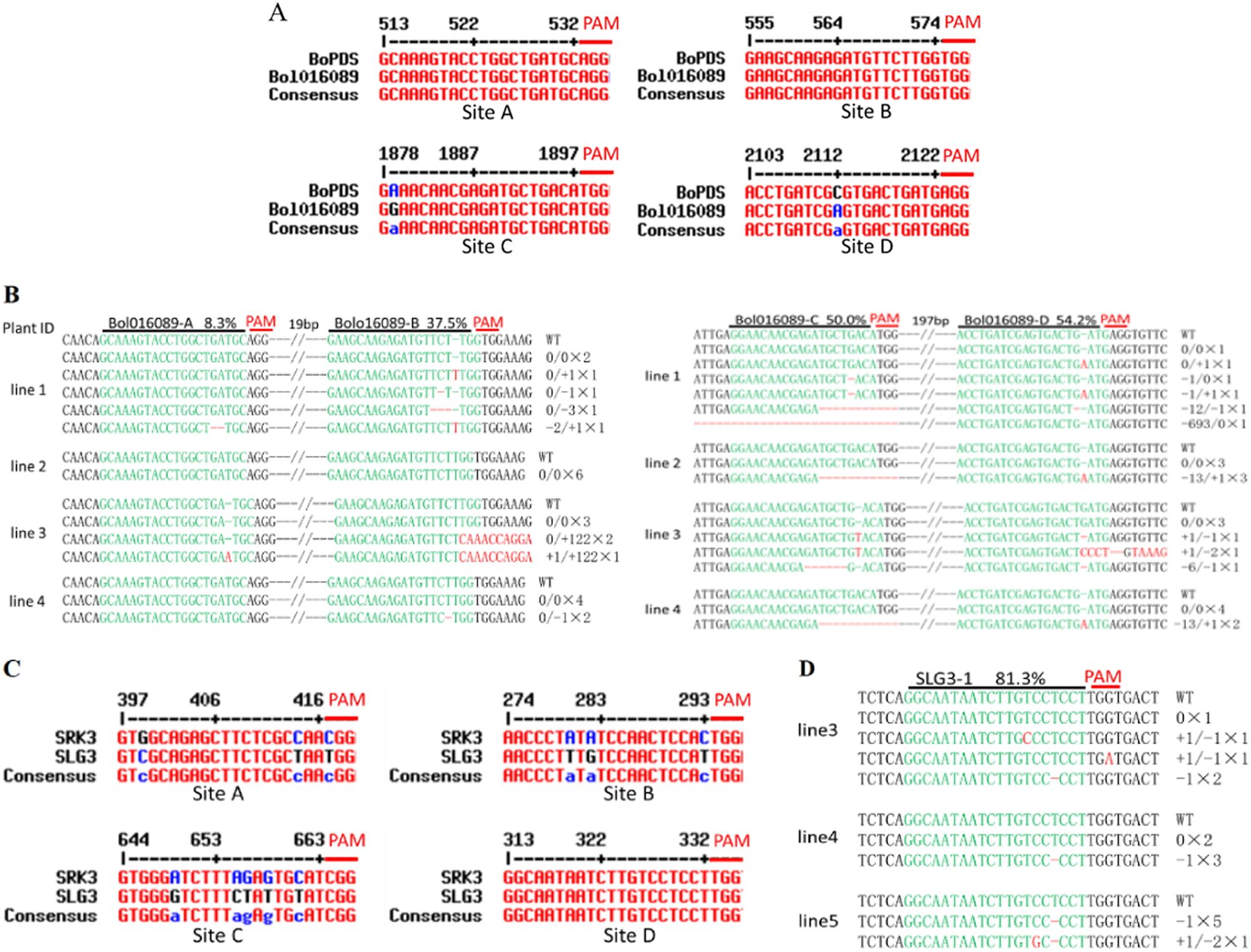Fig. 4: Paralogous gene mutations mediated by the CRISPR/Cas9 system.
