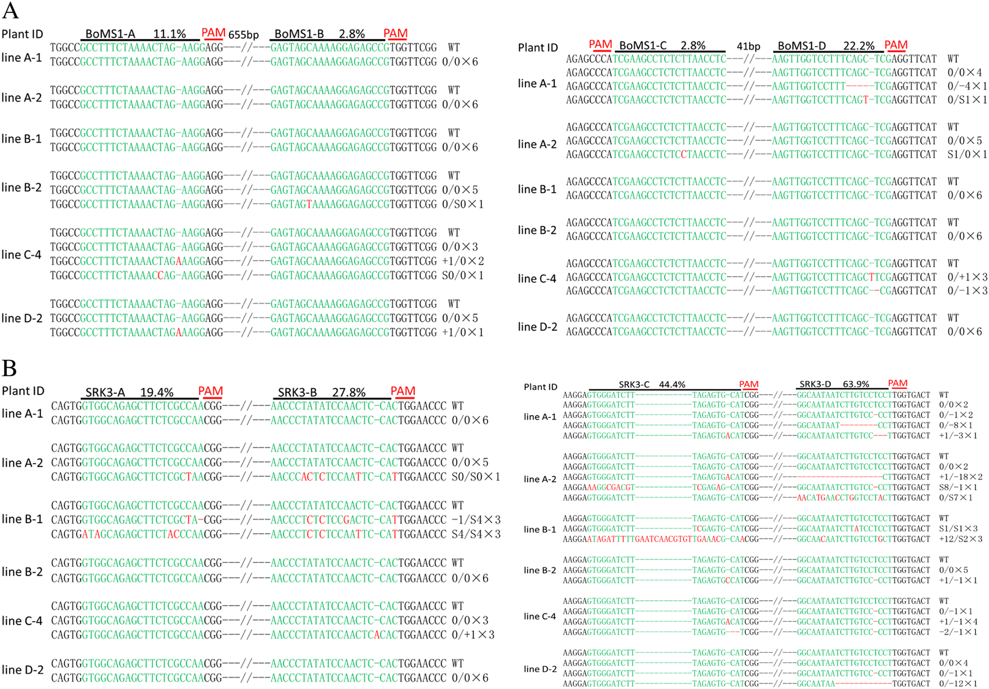 Fig. 5: Mutation types and frequencies at sites in the BoMS1 and BoSRK3 genes in the double mutants.