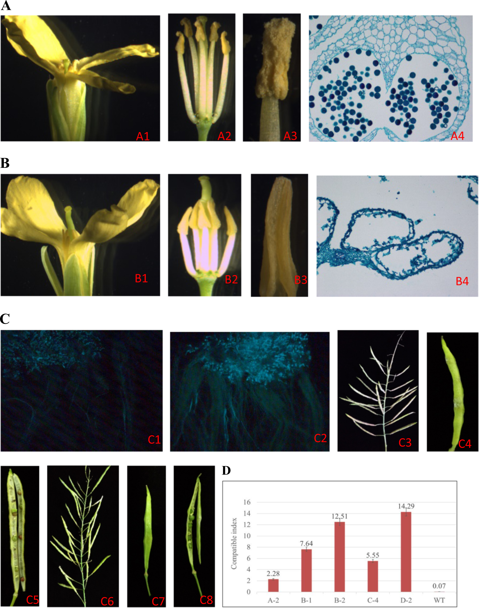 Fig. 6: Floral organ morphology, development of the pollen and cross-compatibility of the wild type and the C-4 mutant.