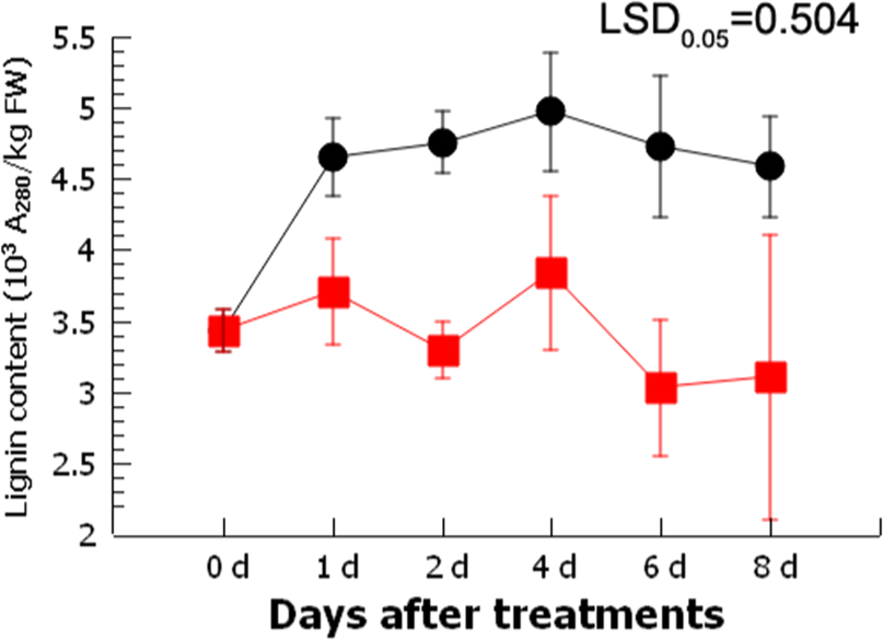 Fig. 1: Comparison of the lignin content of loquat fruit stored at 0 °C with and without a 4-h heat treatment (HT).