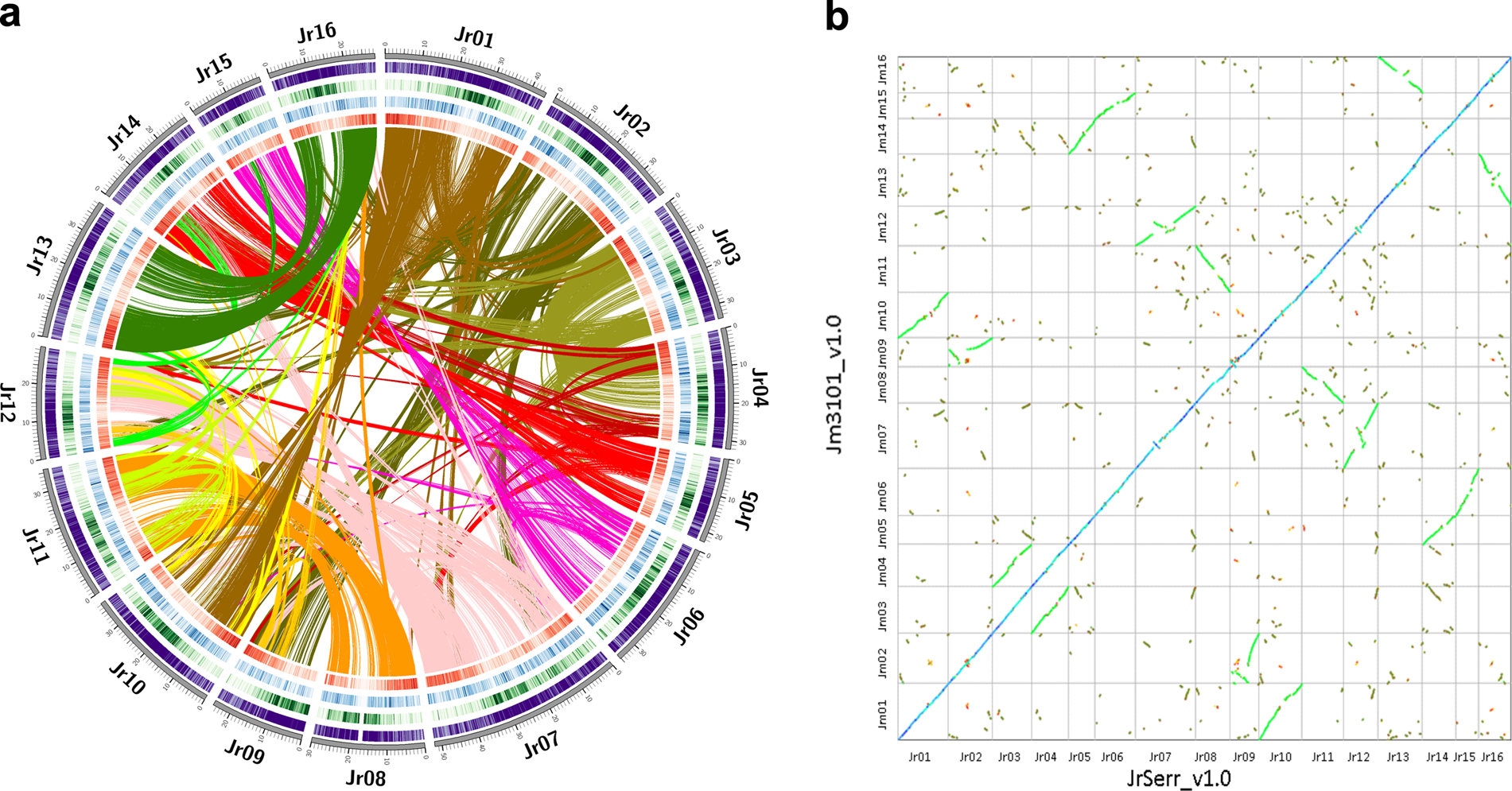 Fig. 1: Structure and phylogeny of Juglans genomes.