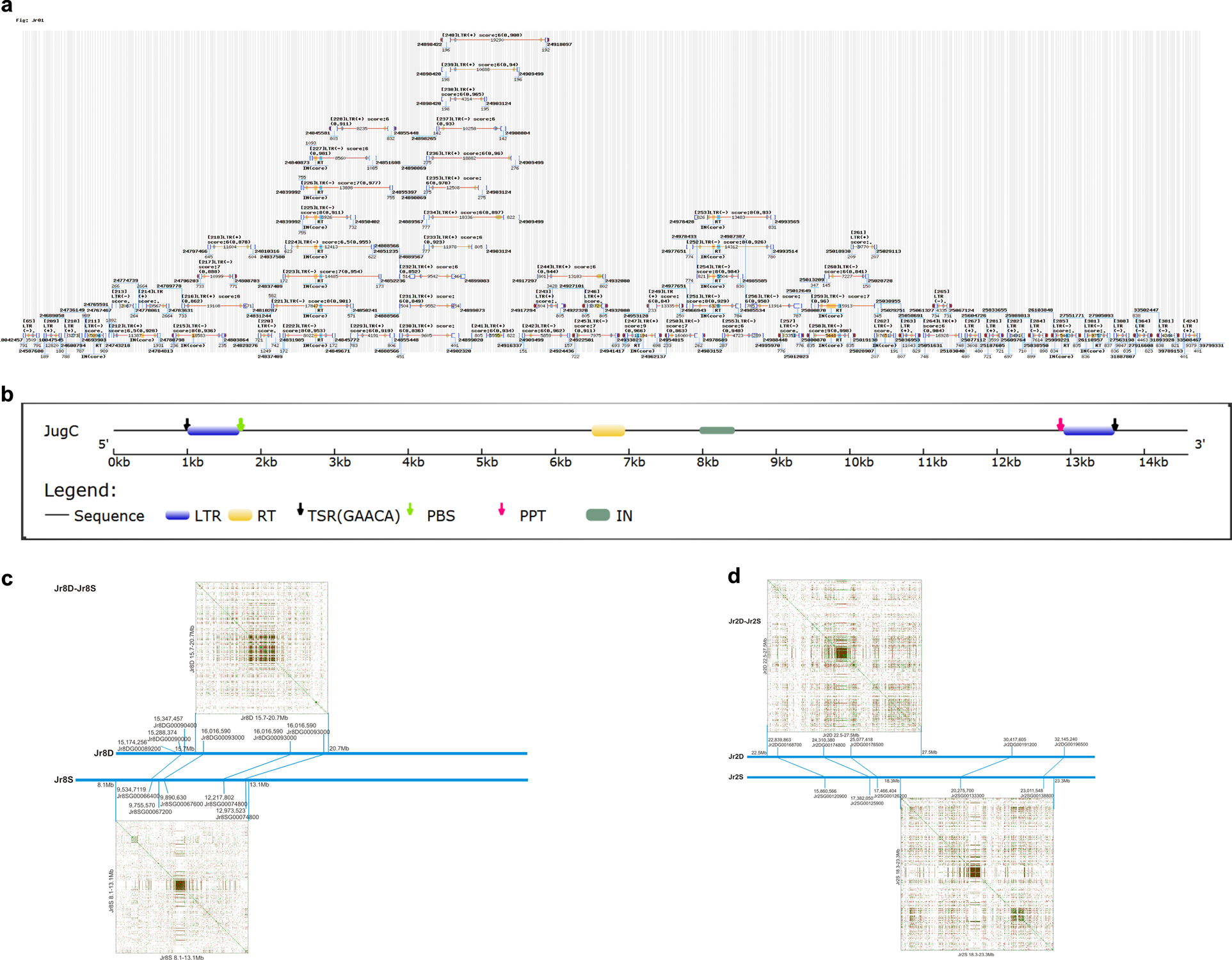 Fig. 5: Centromere structure and evolution.