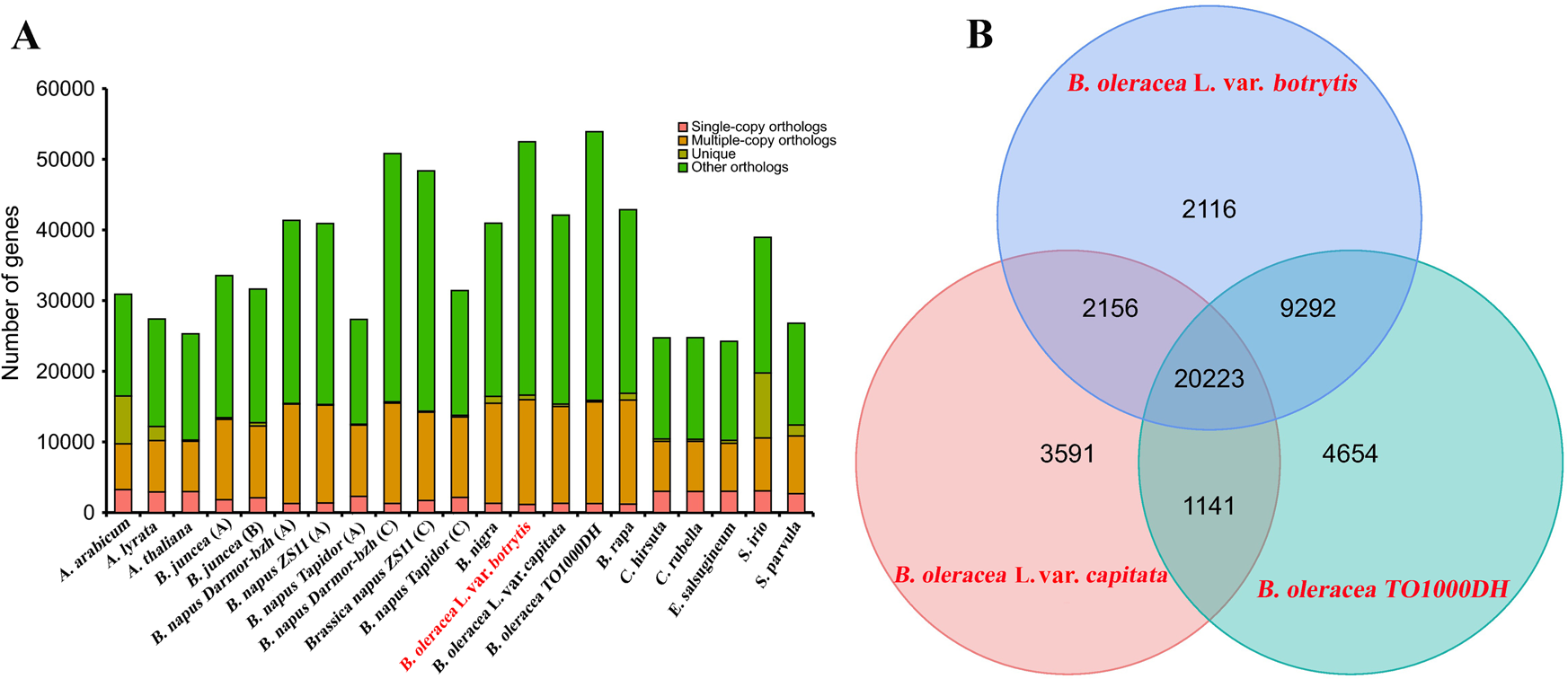 Fig. 1: Distribution of genes in cauliflower and other representative plant species.
