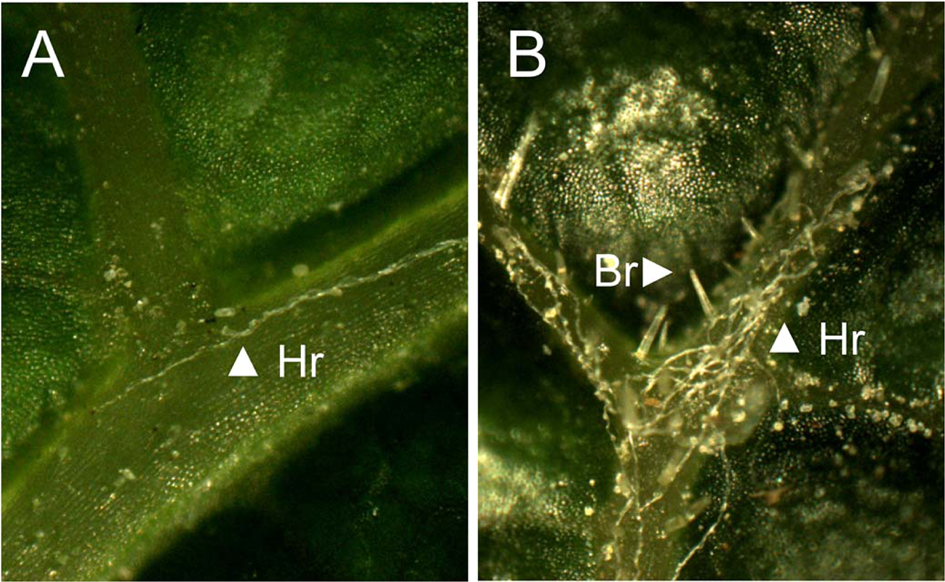 Trichome on leaf of Arabidopsis thaliana