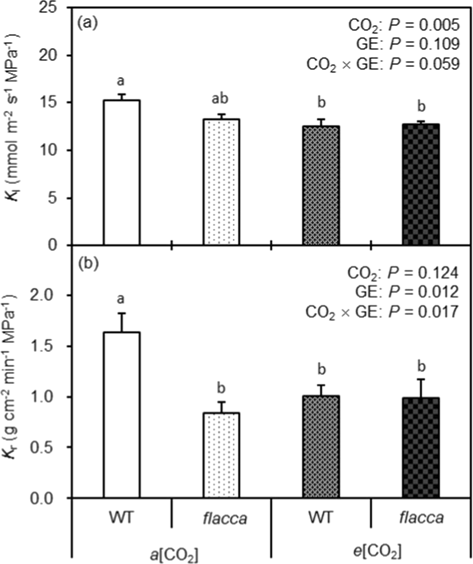 Fig. 5: Leaf and root hydraulic conductance of the two tomato genotypes as affected by different CO growth environments.