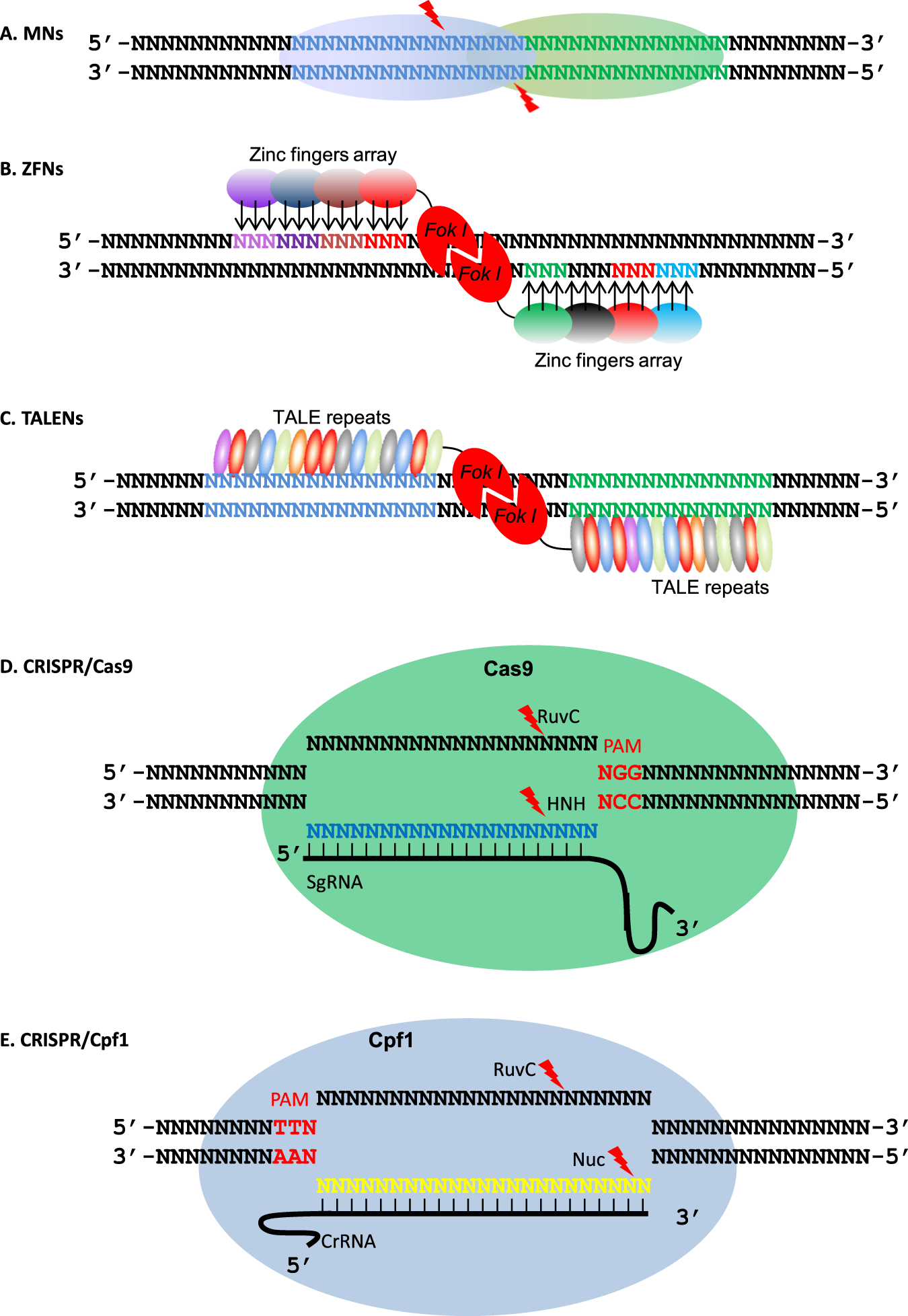 Genome Editing For Horticultural Crop Improvement Horticulture Research