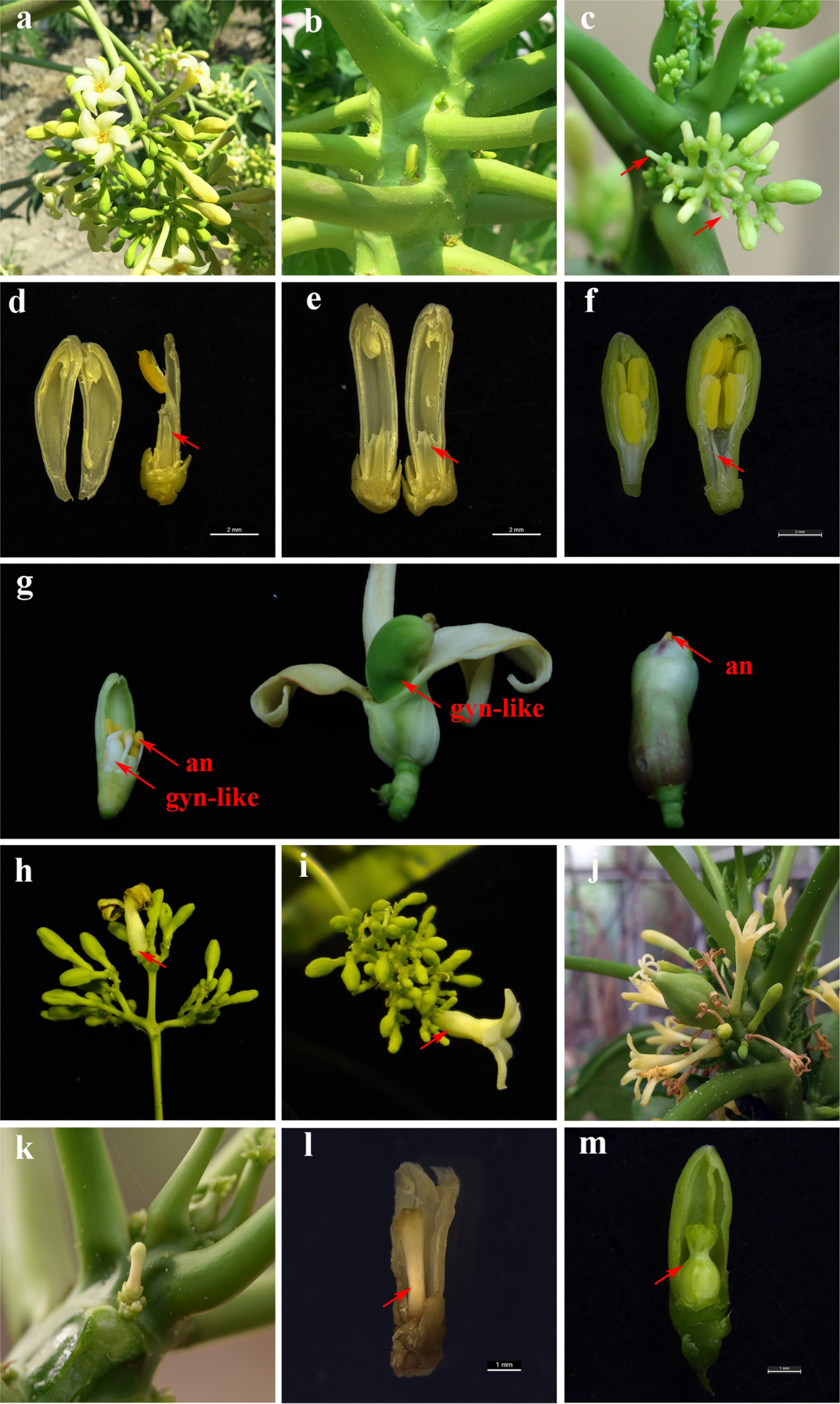 Fig. 5: The phenotypic changes of the NPA-treated flowers in dioecious papaya “Zhonghuang”.