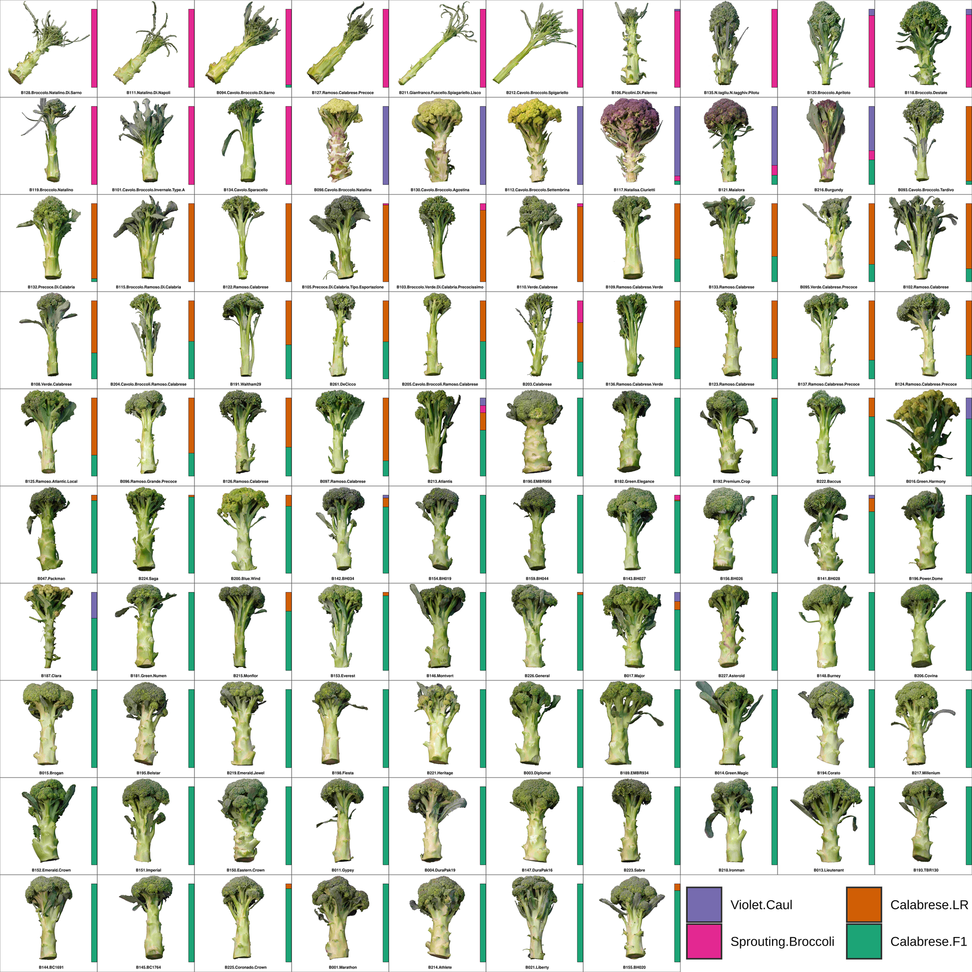 BROCCOLI - Search -  - Free Download Patterns