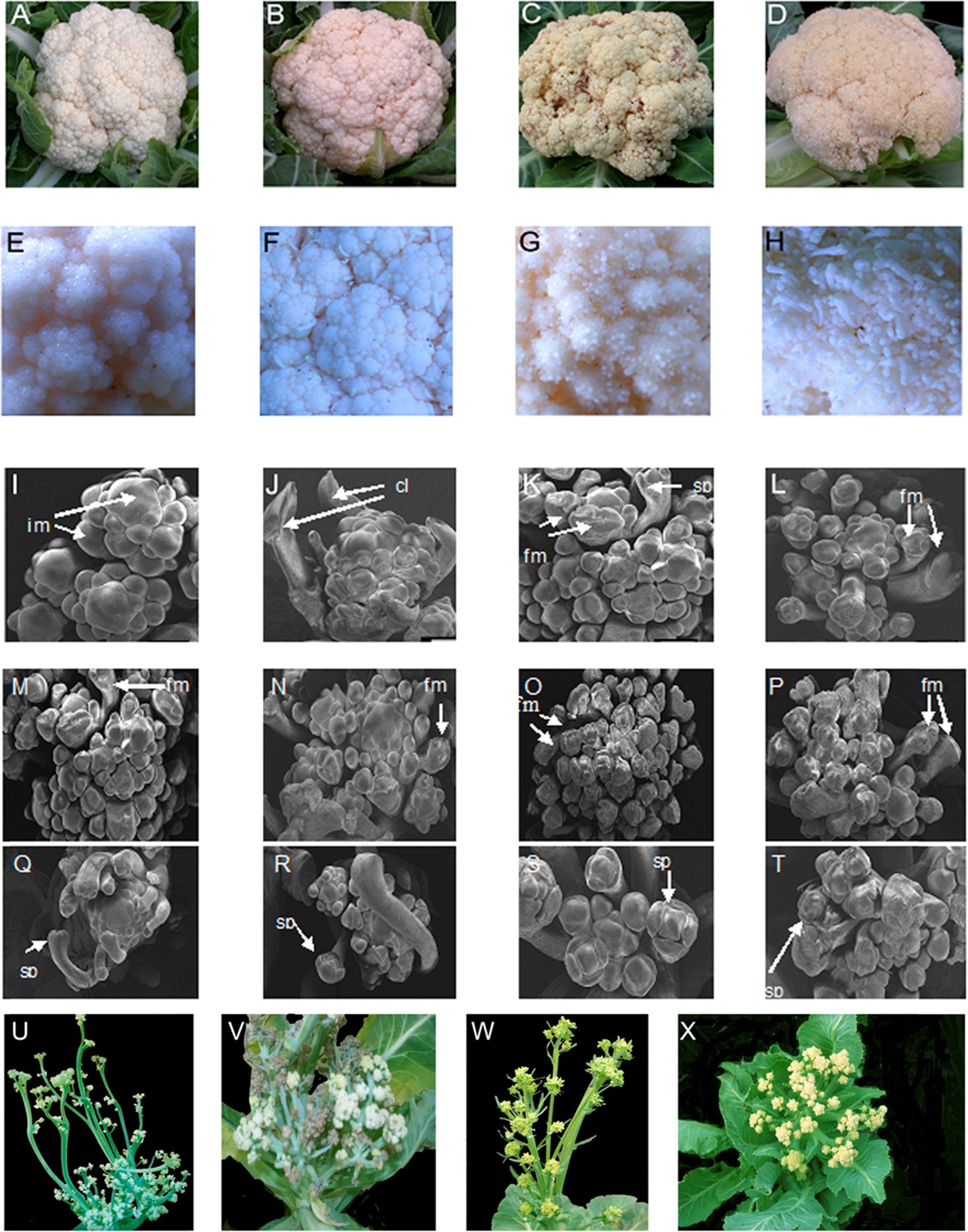 Fig. 1: Curds of four types of cauliflower accessions