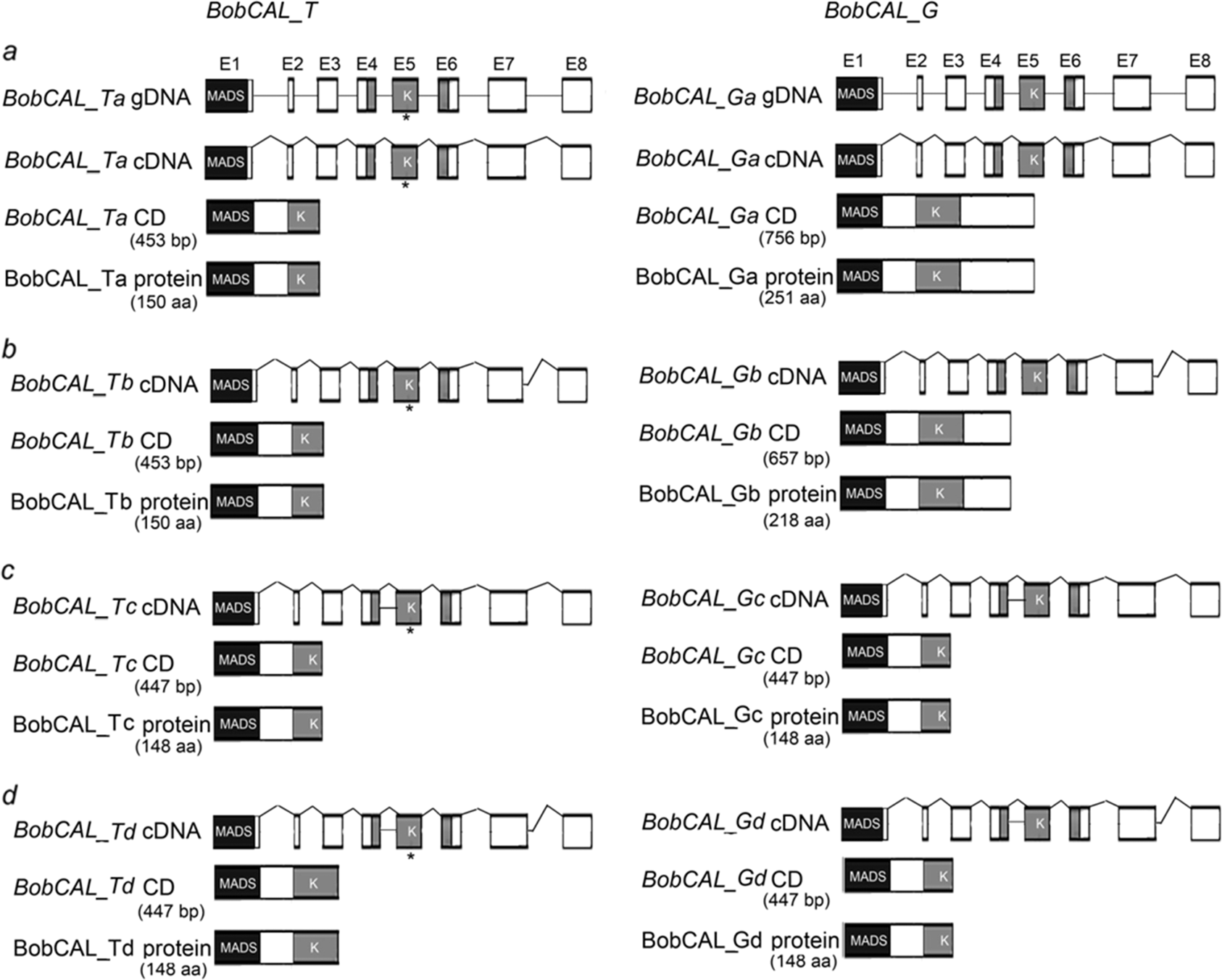 Fig. 2: Diagrams showing the alternative splicing of BobCAL_T and BobCAL_G alleles.