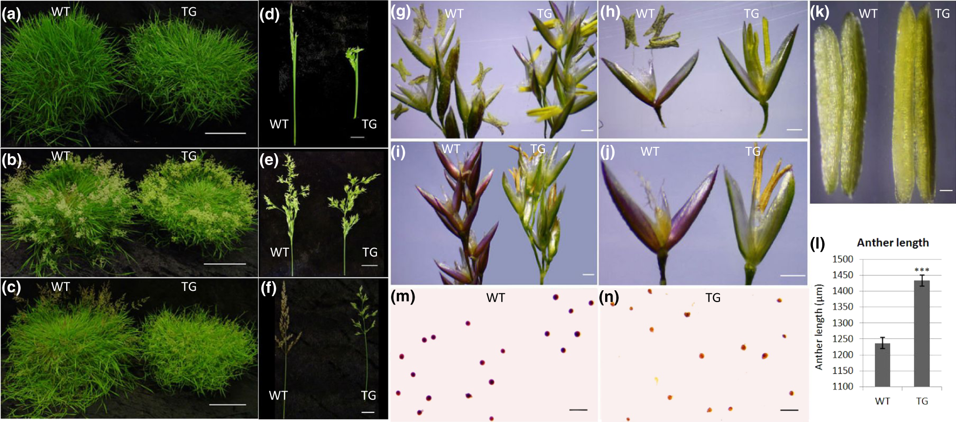 Fig. 2: Flower development in WT and TG plants.