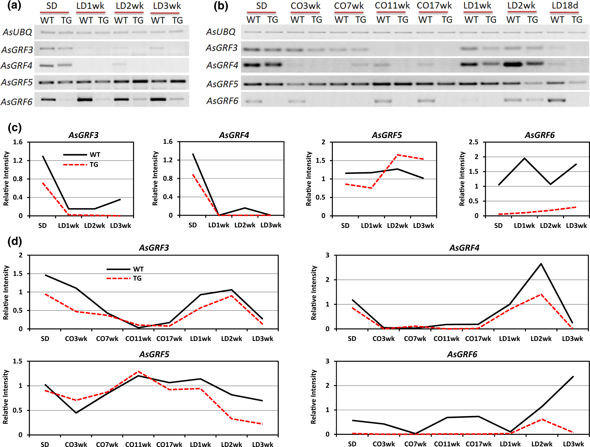 Fig. 6: Expression profiles of the putative miR396c targets AsGRF3, AsGRF4, AsGRF5, and AsGRF6 in SD-LD and SD-cold-LD conditions.