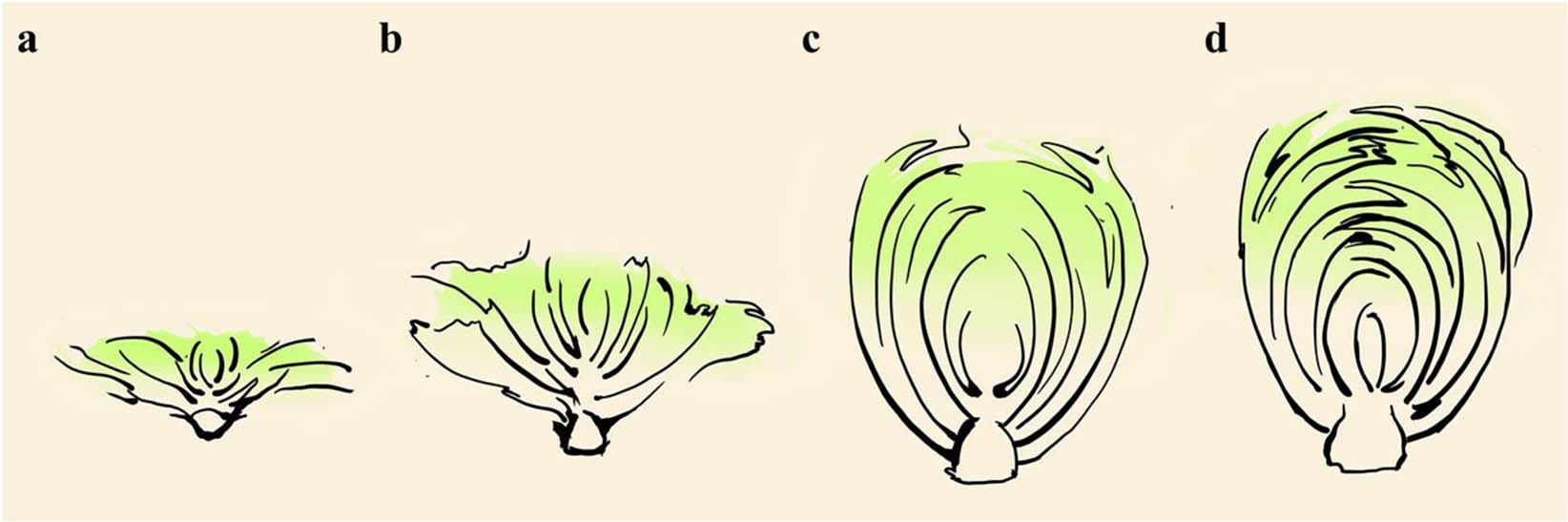 Fig. 1: Four stages of leafy head formation in Chinese cabbage.