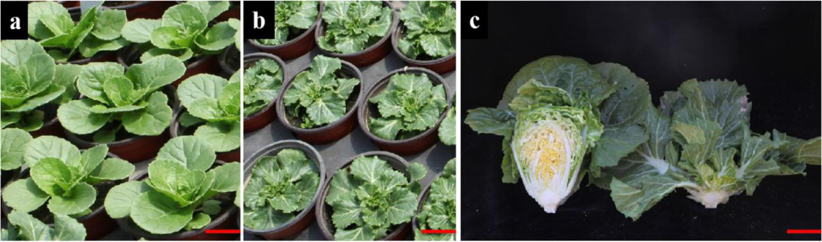 Fig. 3: Phenotypes of the wild type FT and nhm1 mutant.