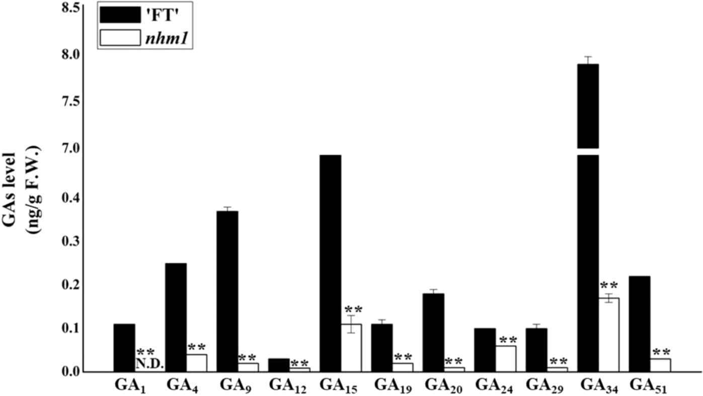 Fig. 7: Determination of endogenous GA levels in the wild-type and mutant.