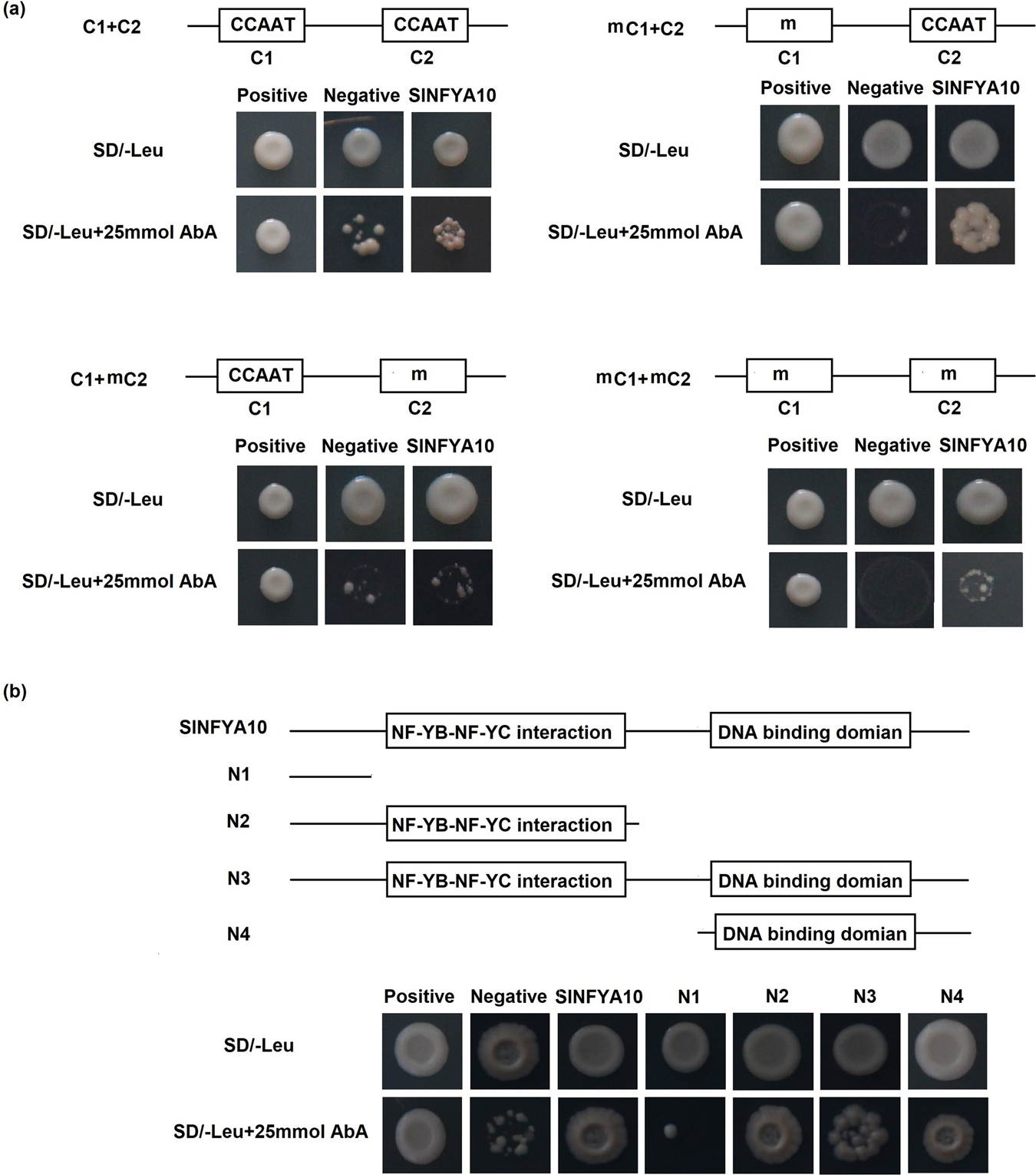 Fig. 3: SlNFYA10 binds to the SlGME1 promoter.