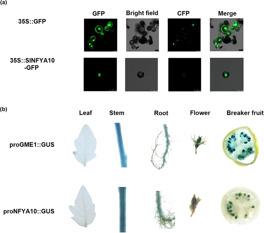 Fig. 8: Nuclear localization of SlNFYA10 and its co-occurrence with SlGME1.