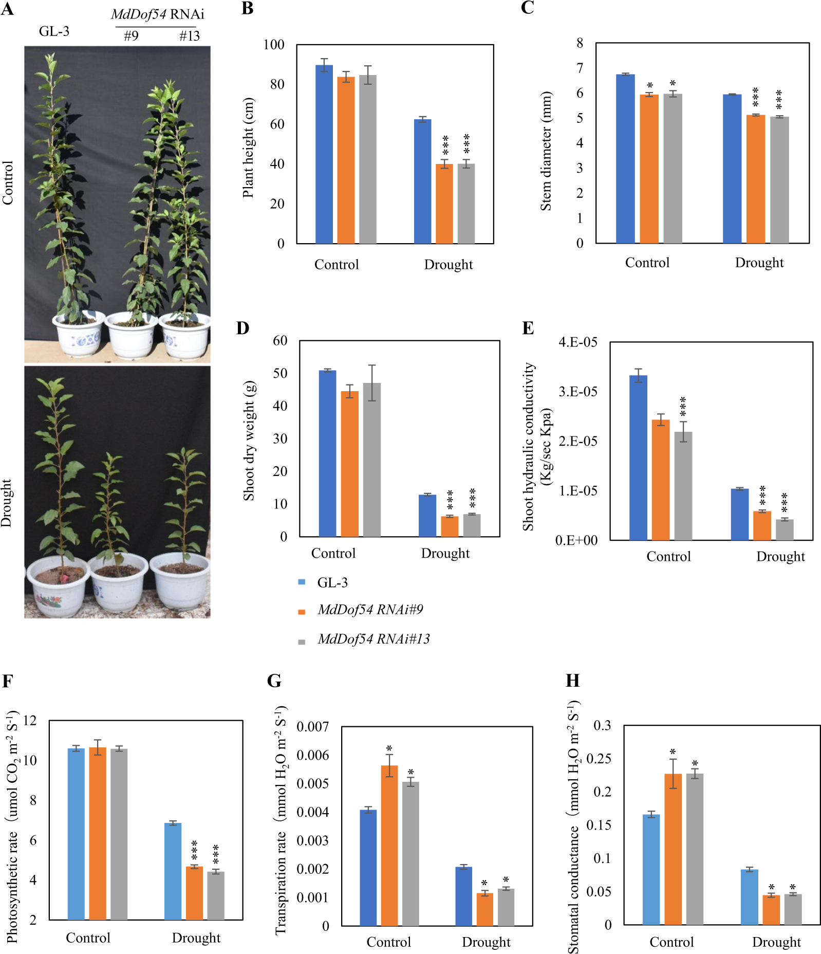 Fig. 2: Morphology, shoot hydraulic conductivity, and photosynthesis capacity of MdDof54 RNAi plants under long-term drought stress.