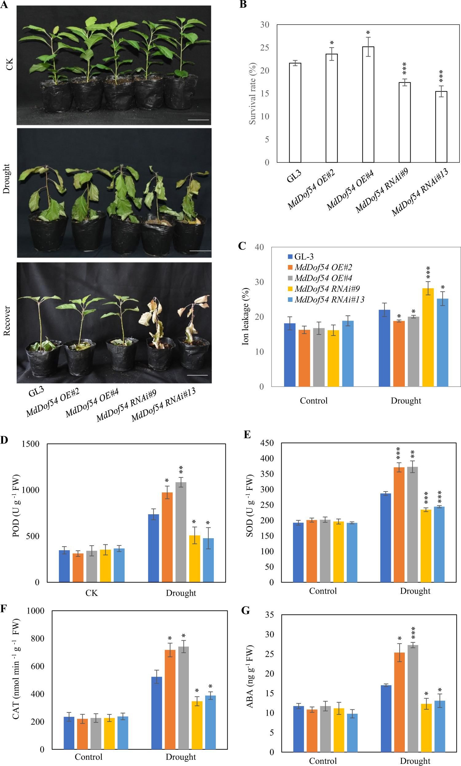 Fig. 5: Drought tolerance of MdDof54 transgenic plants under short-term drought.
