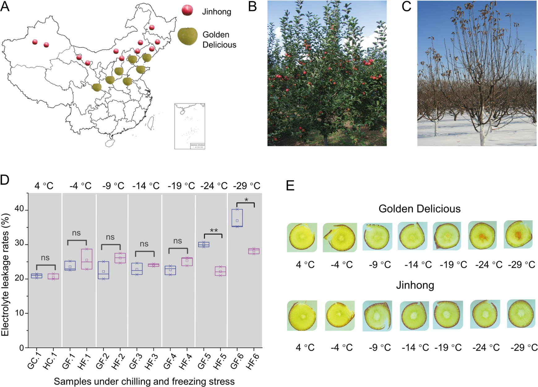 Transcriptional Regulation Of Bark Freezing Tolerance In Apple Malus Domestica Borkh Horticulture Research