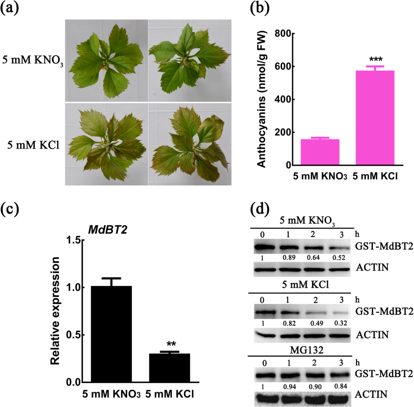 Hover enestående Uartig The apple 14-3-3 protein MdGRF11 interacts with the BTB protein MdBT2 to  regulate nitrate deficiency-induced anthocyanin accumulation | Horticulture  Research