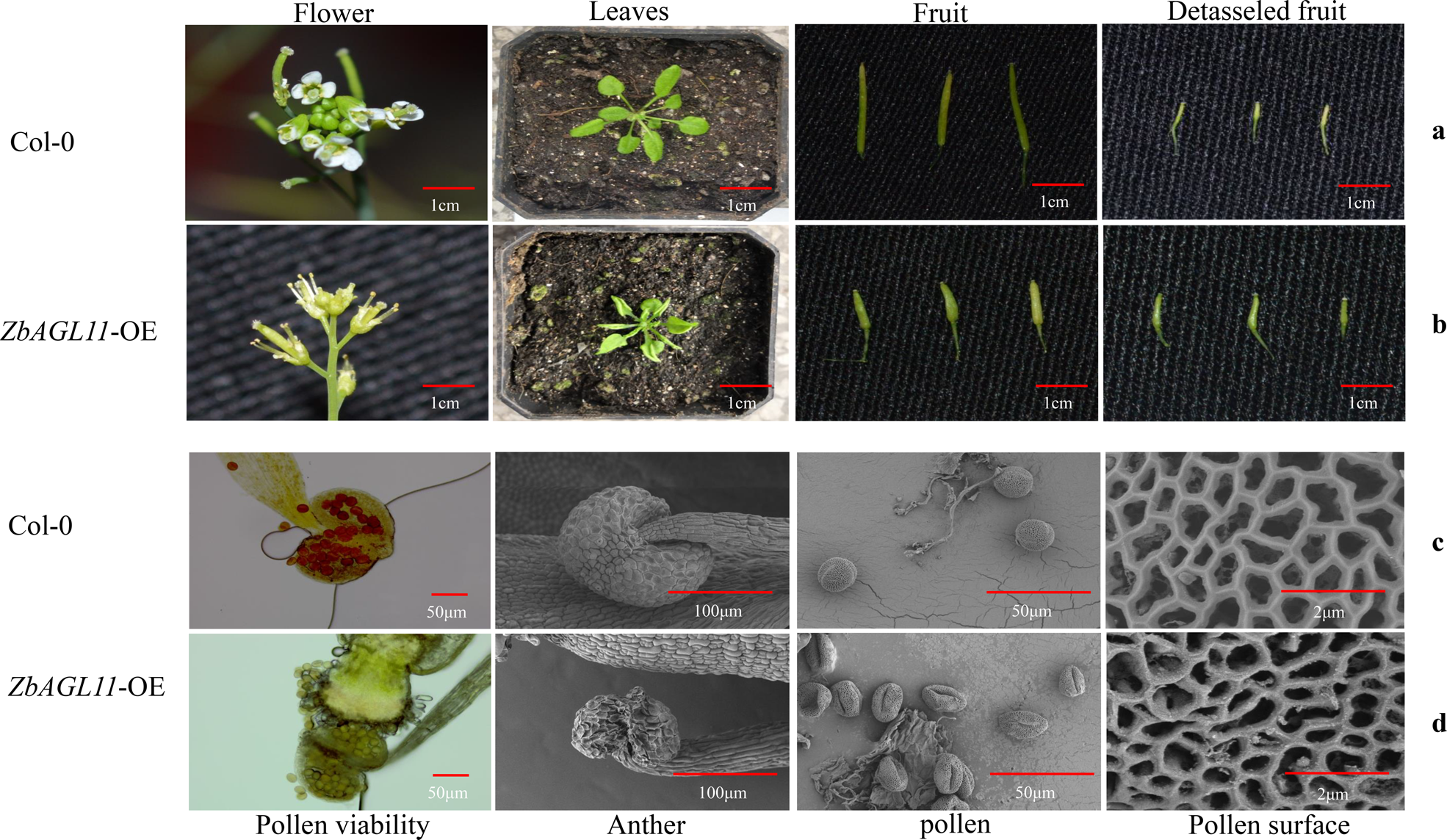 Fig. 4: Phenotype and physiology in transgenic Arabidopsis.