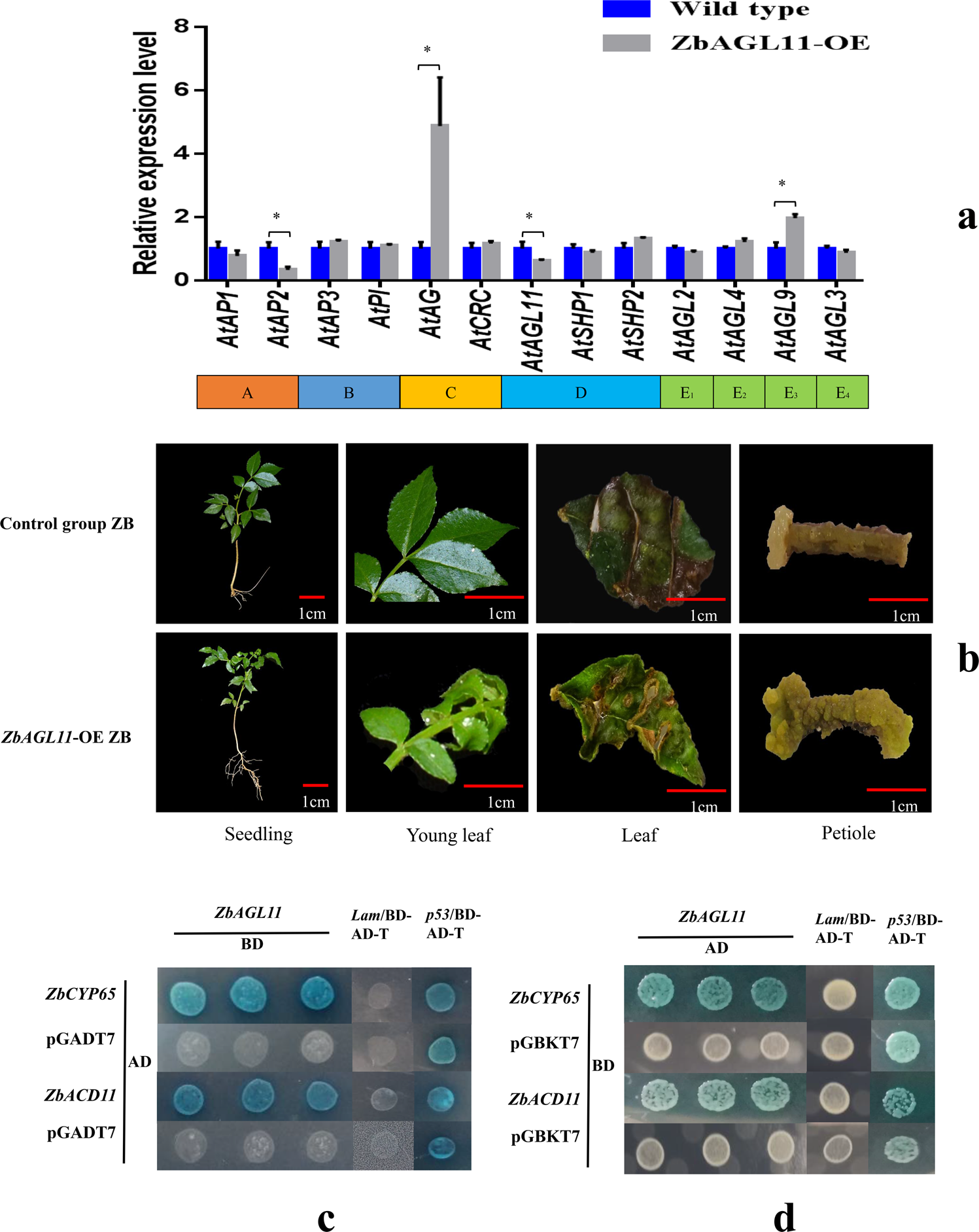 Fig. 6: Functional analysis of MADS-box transcription factors.