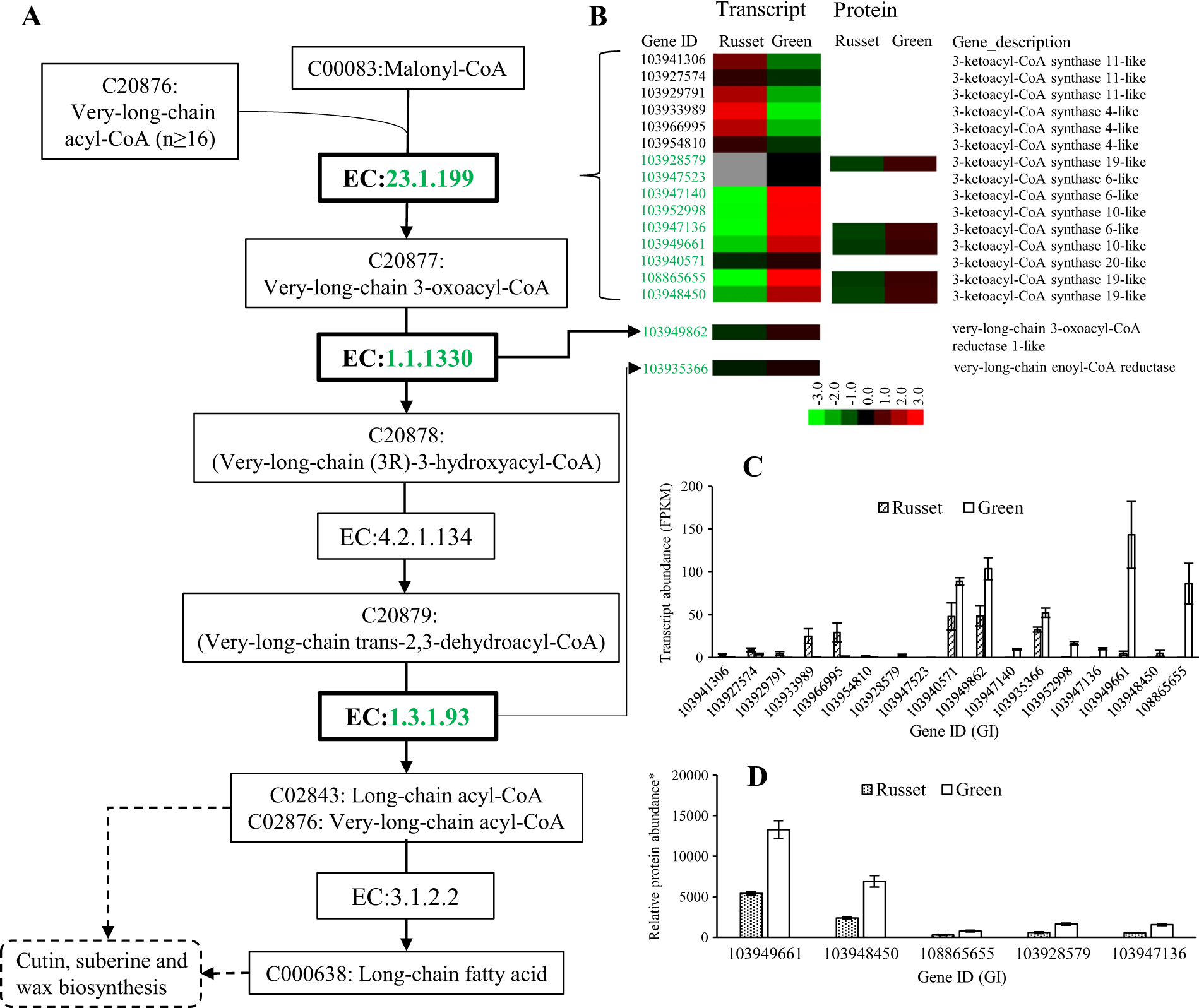Fig. 5: Schematic of the transcriptome and proteome revealing the regulation of the long fatty acid biosynthesis pathway in the russet fruit skin of sand pear.