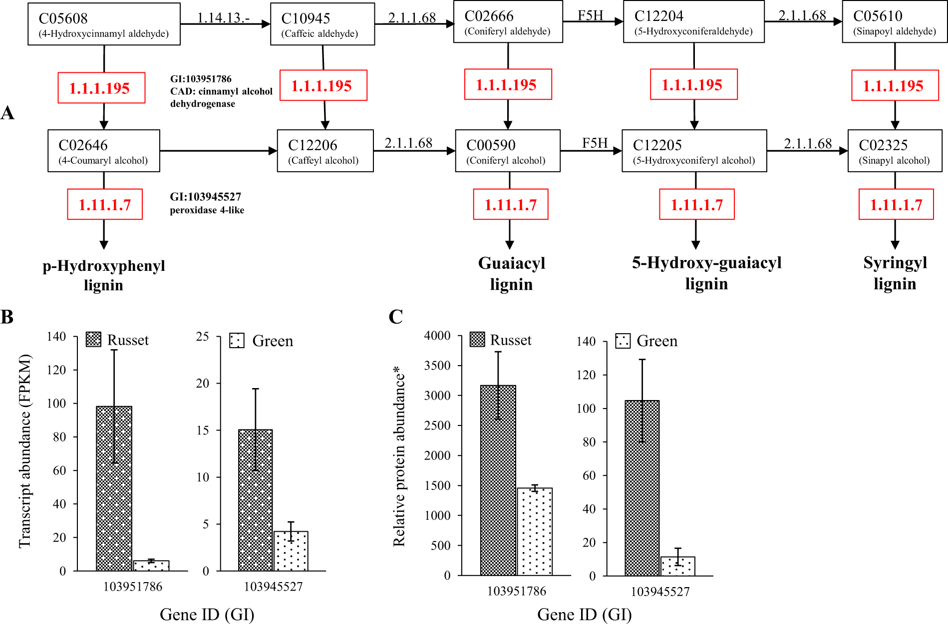 Fig. 7: Regulation of the phenylpropanoid biosynthesis pathway in the russet fruit skin of sand pear.