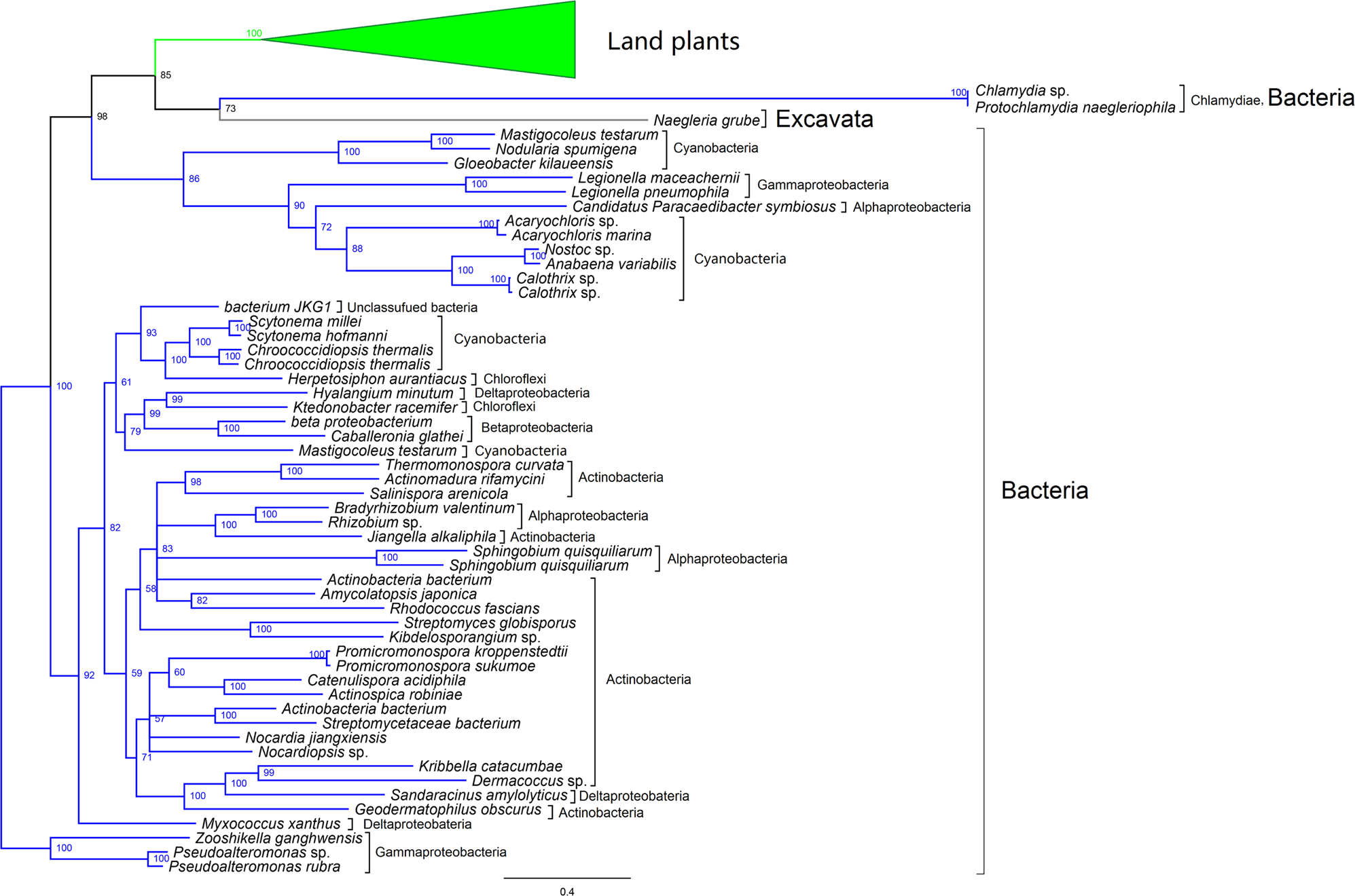 Fig. 2: Phylogenetic analyses demonstrate a close relationship between land plant and chlamydial CKXs.