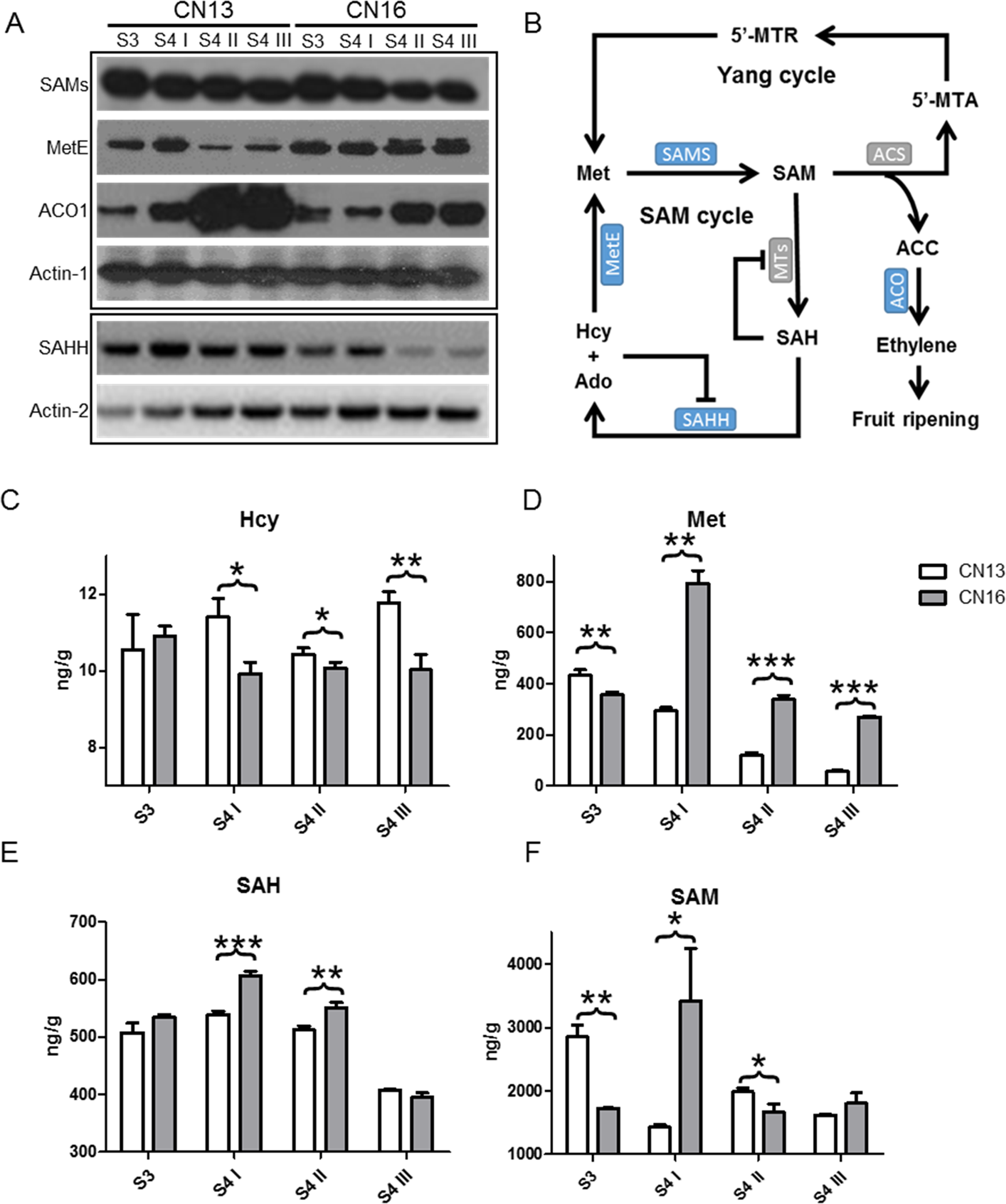 Fig. 2: Analysis of enzyme abundance and metabolite changes during peach ripening.