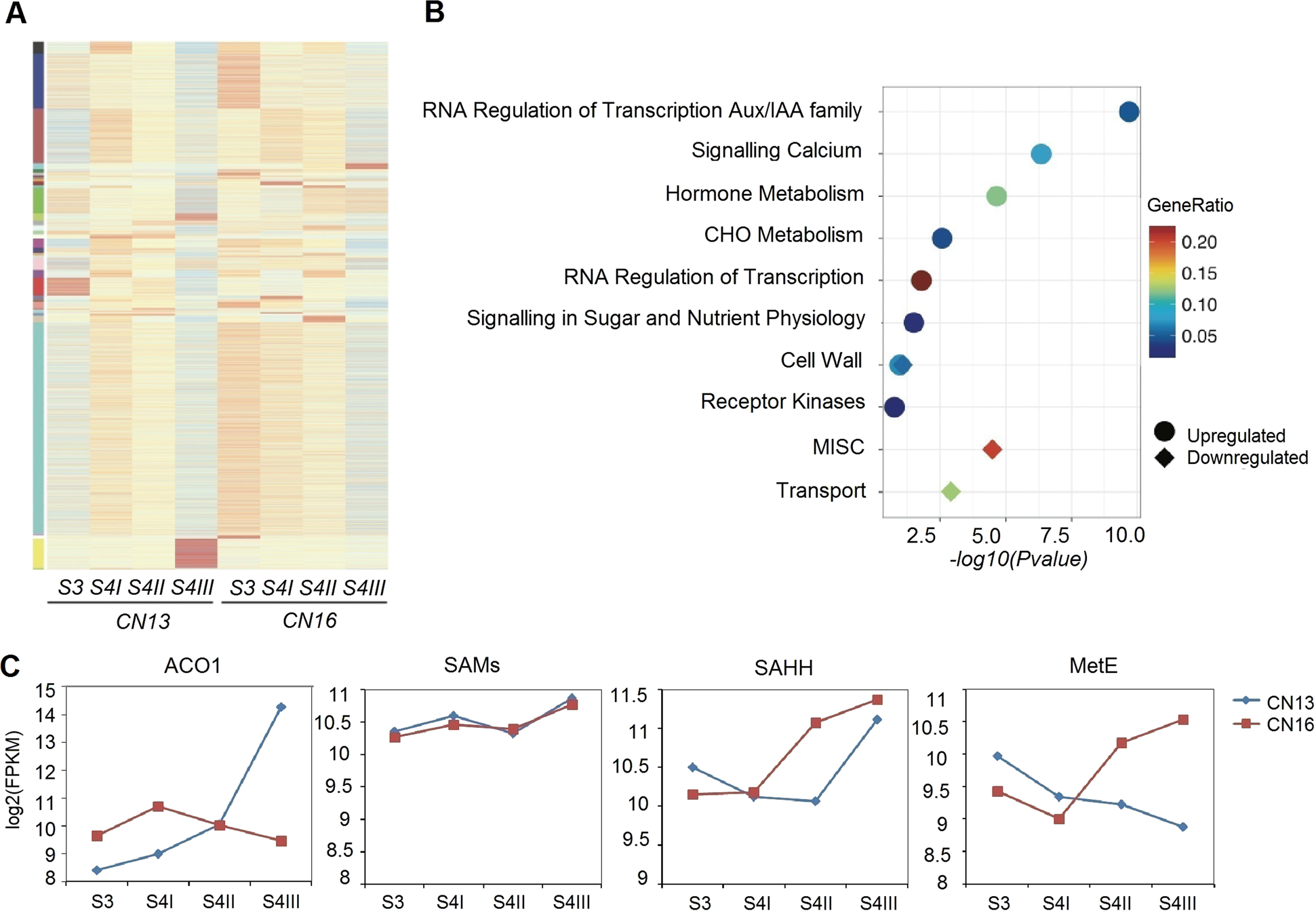 Fig. 4: Functional analyses of differentially expressed genes during fruit ripening in peach.