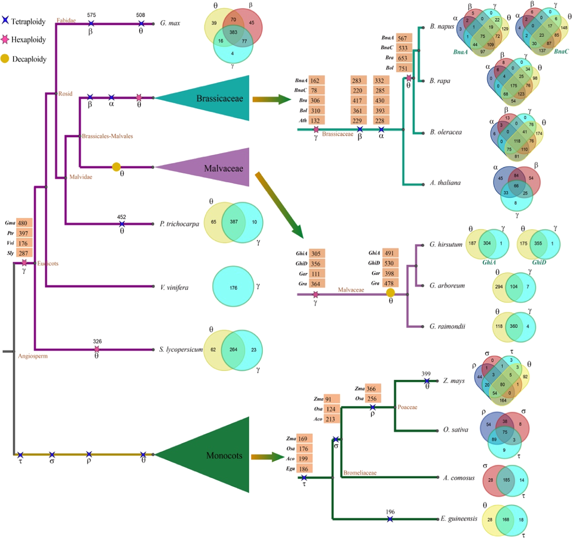 Fig. 2: CRG expansion as a result of polyploidization events during the evolution of different plant groups.