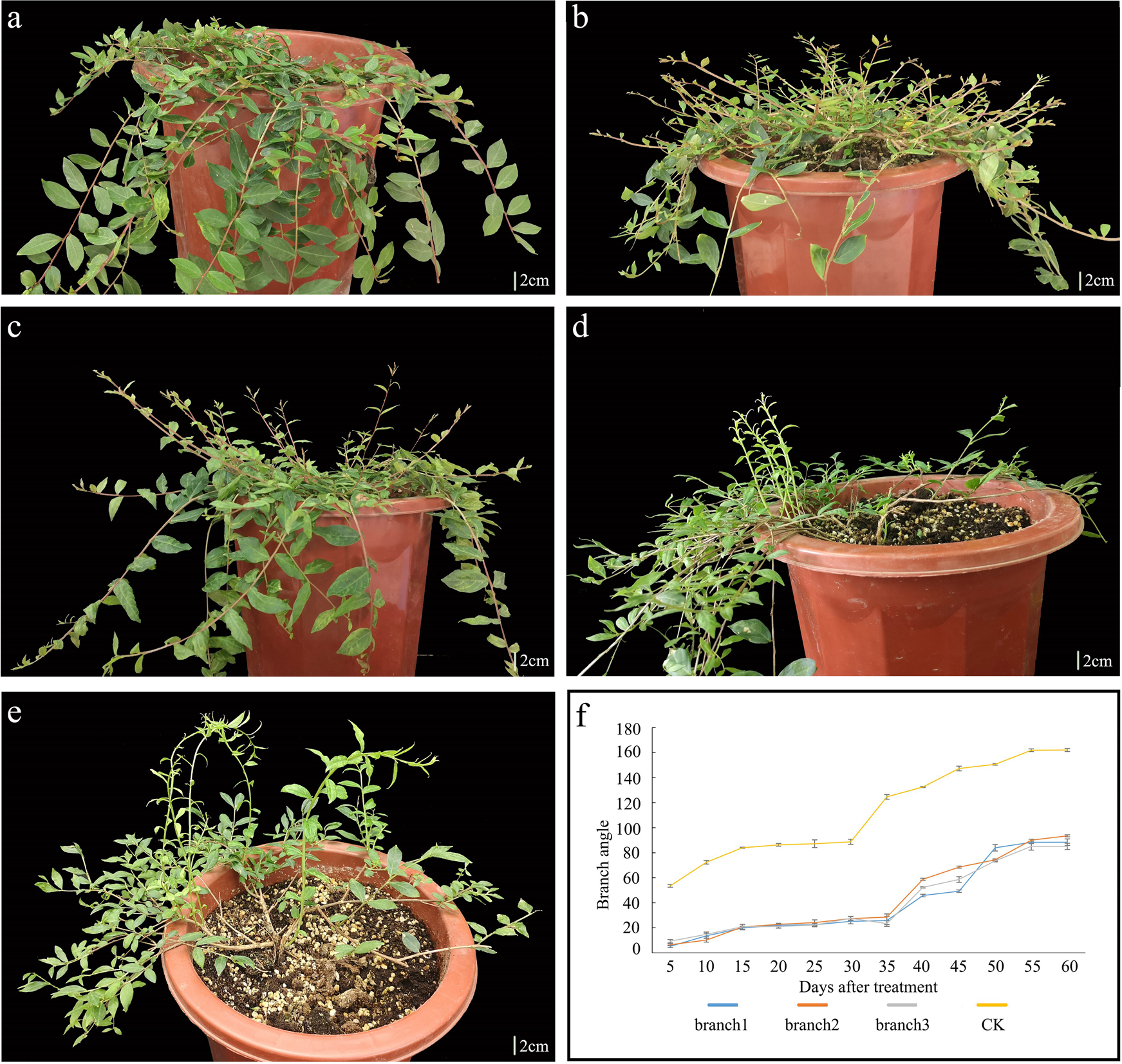 Fig. 2: GA3 treatment of the weeping lines.