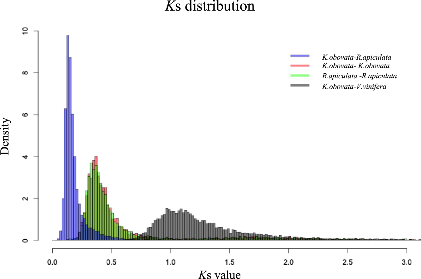Fig. 4: Ks distributions between K. obovata and R. apiculata and K. obovata and V. vinifera and within K. obovata and R. apiculata.